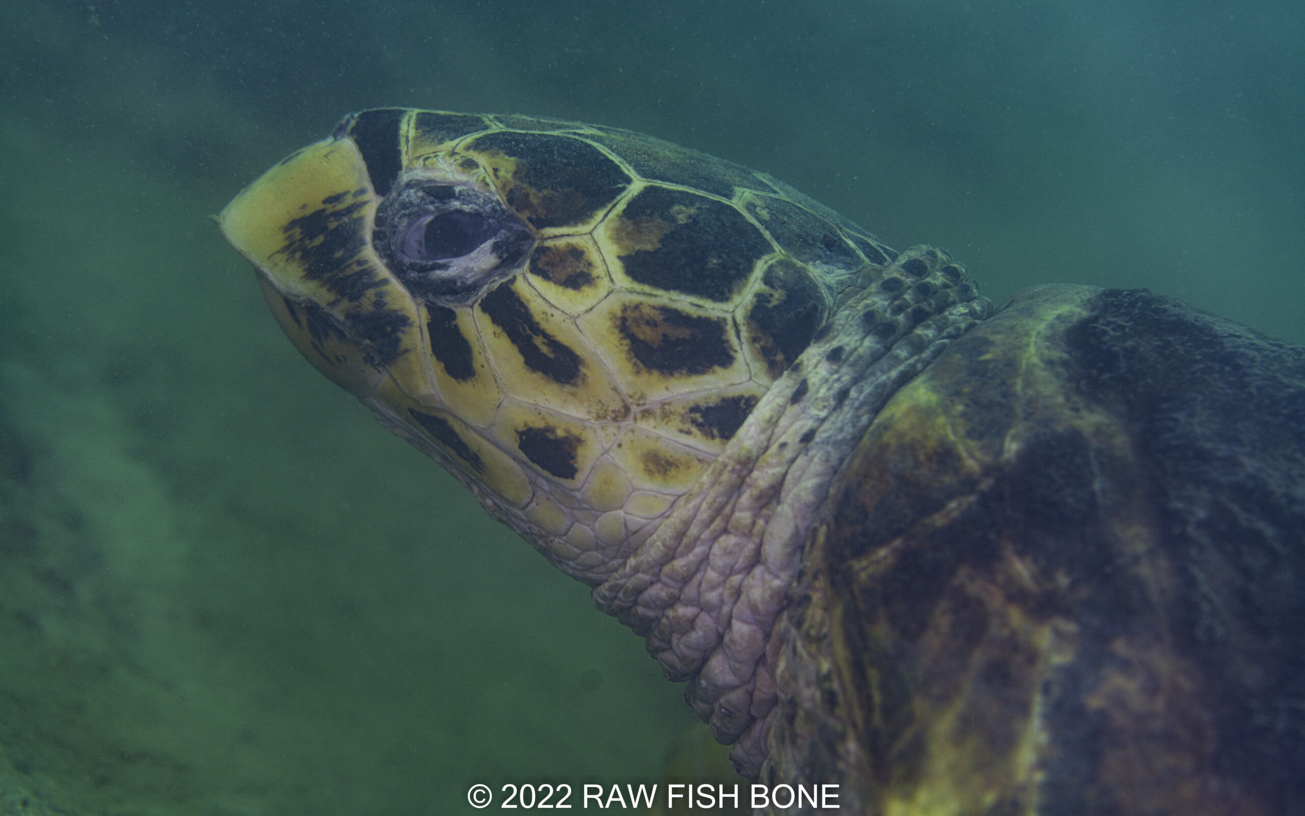 Chelonia mydas – アオウミガメ