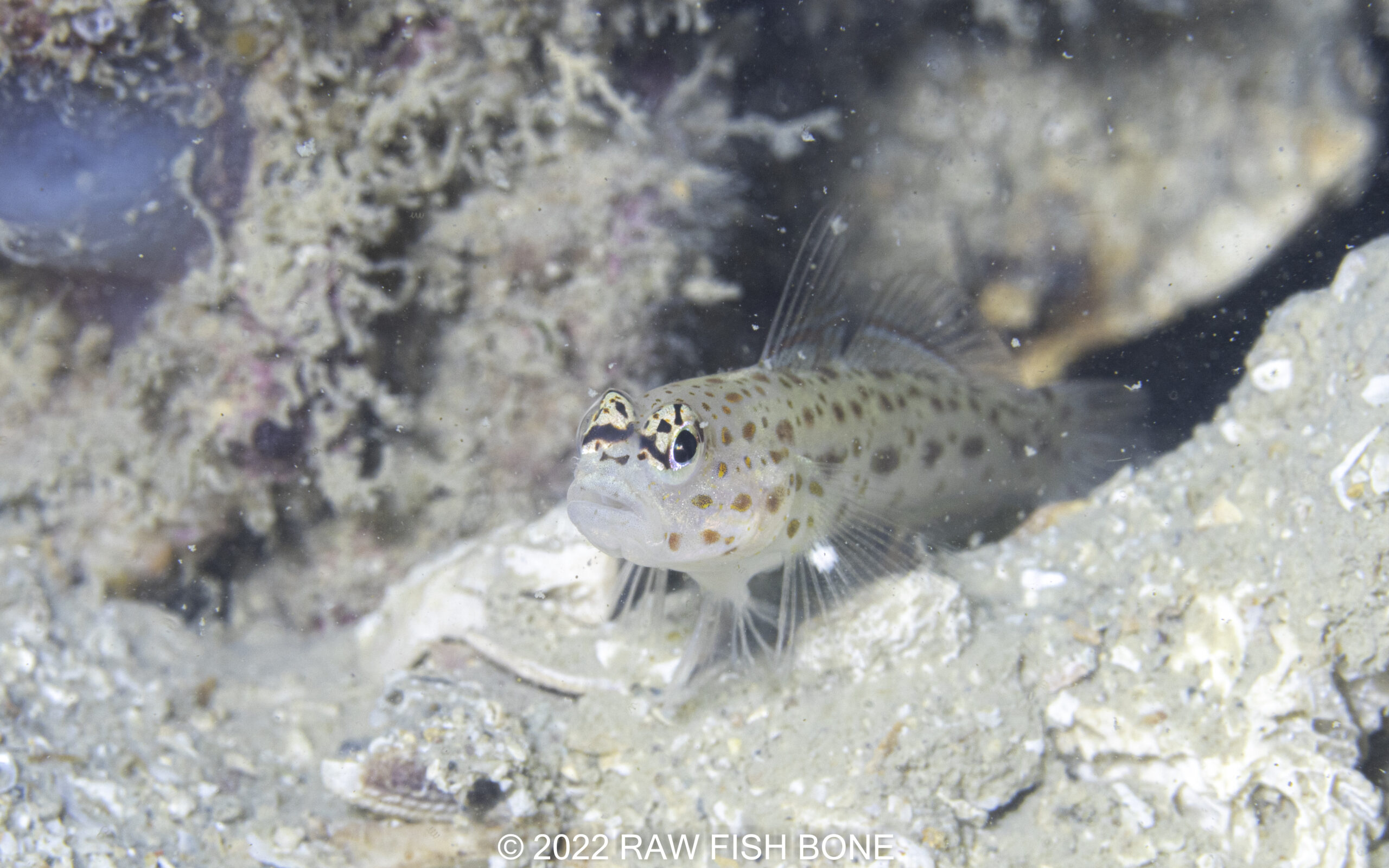 Ctenogobiops pomastictus – シノビハゼ