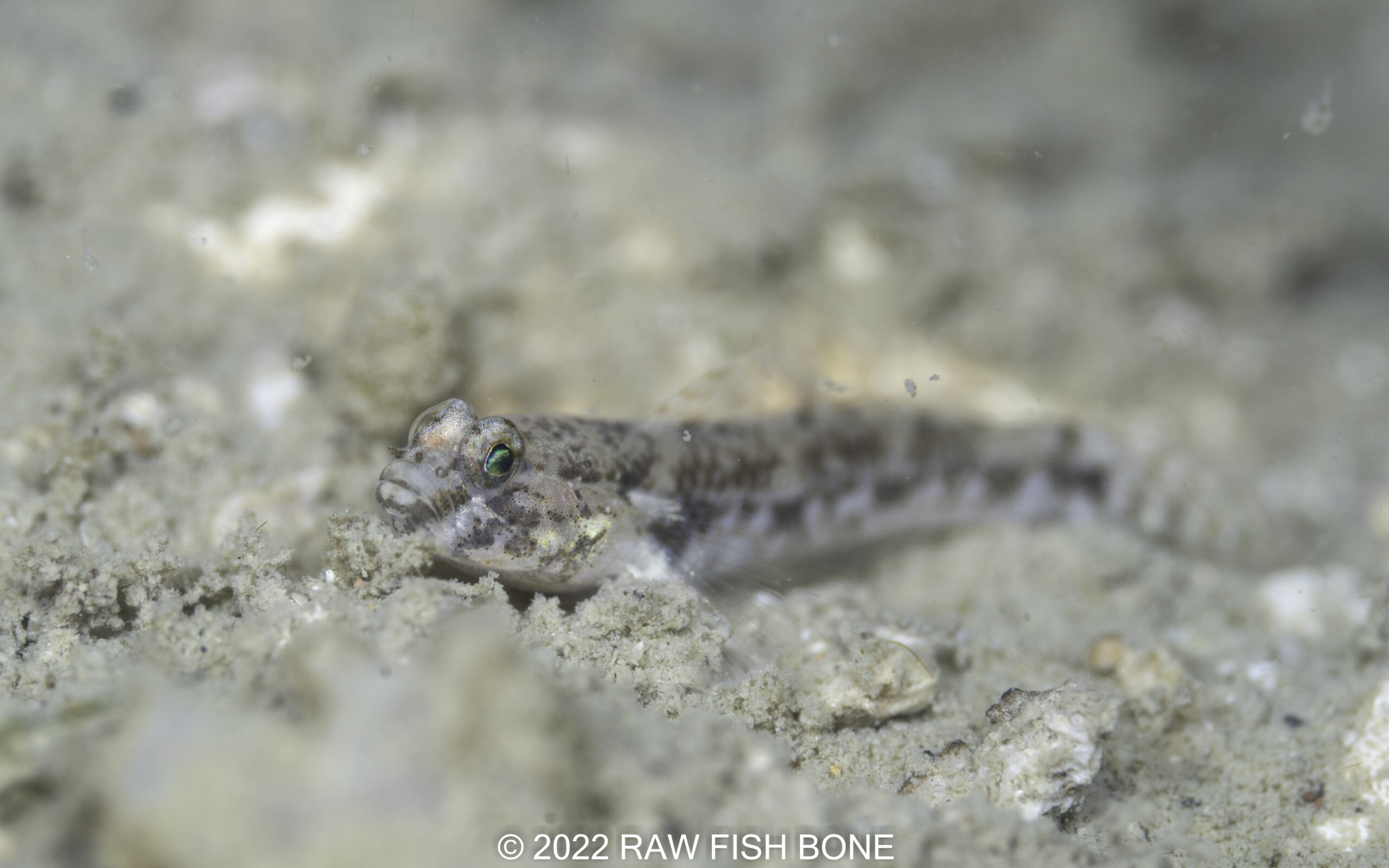 Acentrogobius sp. – キララハゼ属の1種