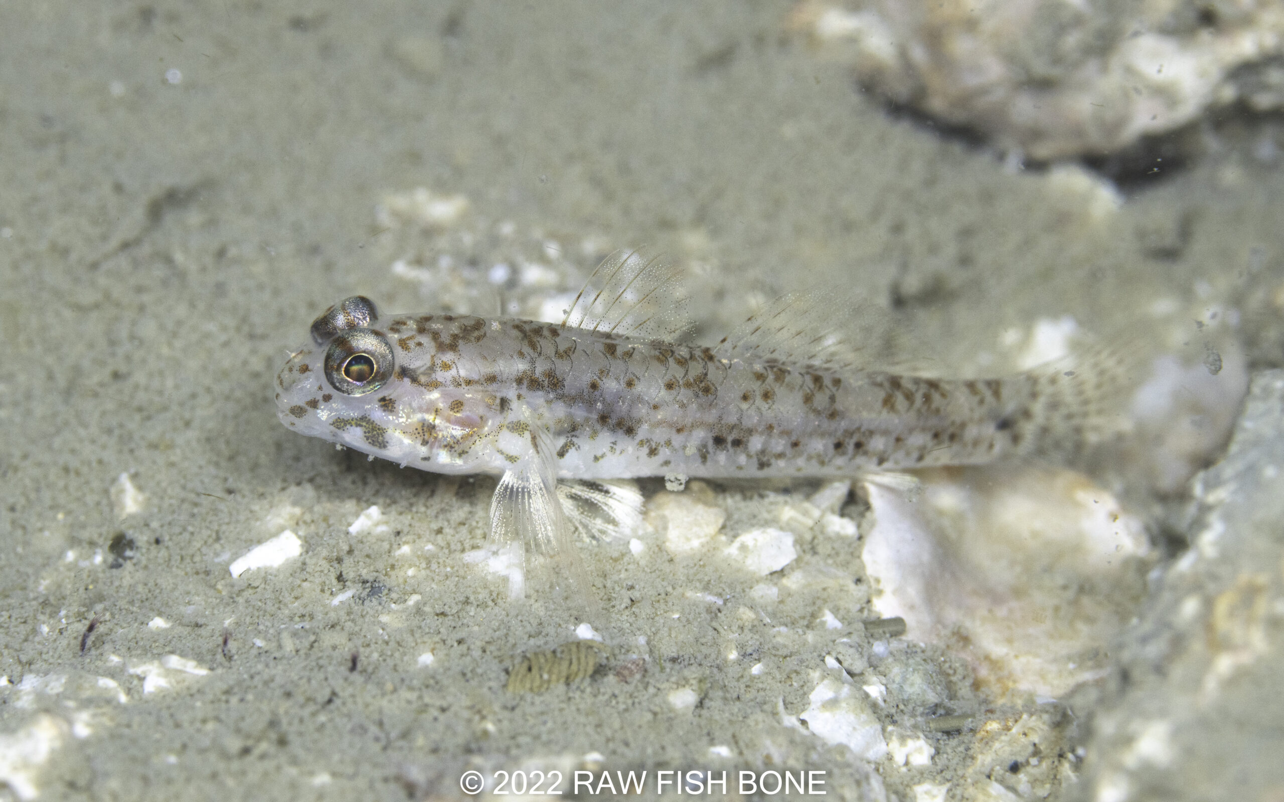 Istigobius rigilius – マダラカザリハゼ