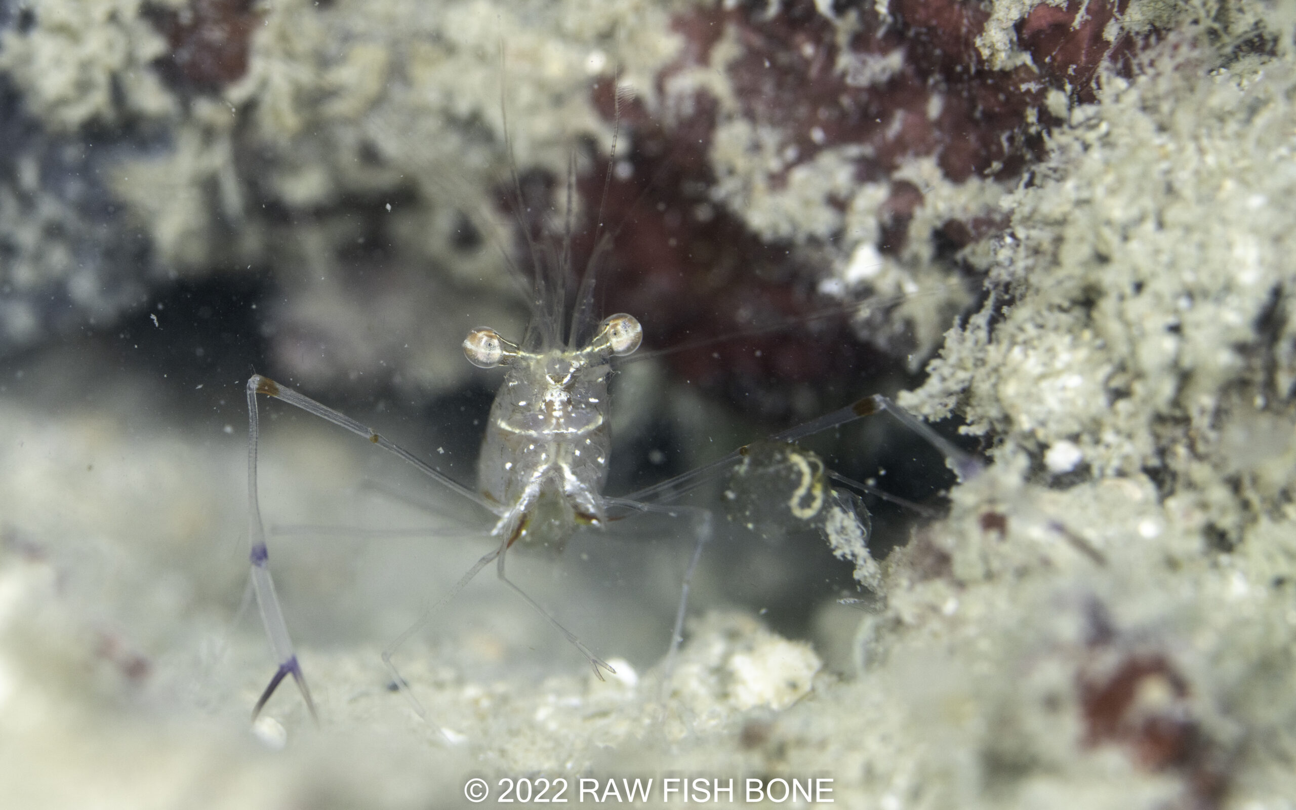 Periclimenes platycheles – オシャレカクレエビ