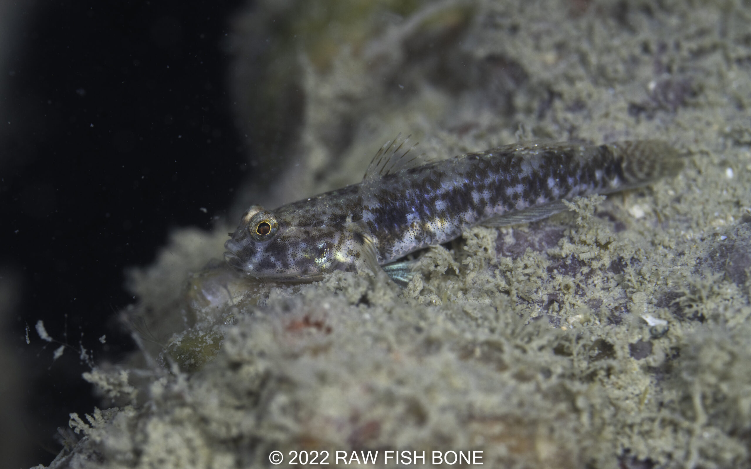 Acntrogobius sp. – キララハゼ属の1種