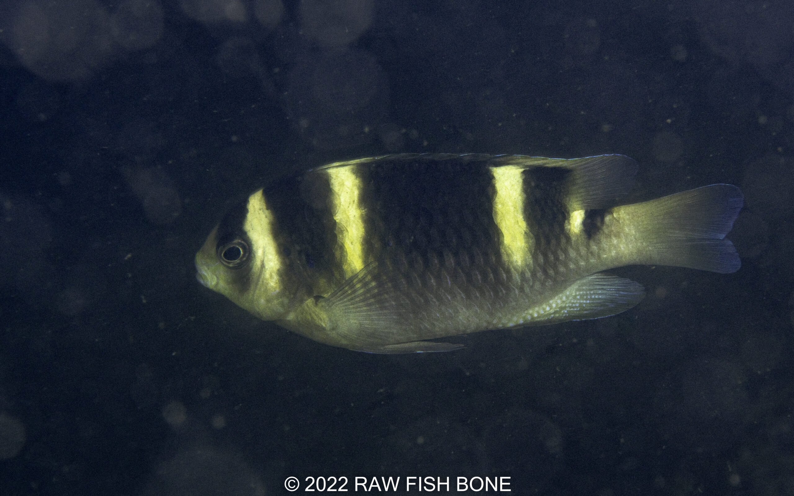 Dischistodus fasciatus – バンデッドダムセル