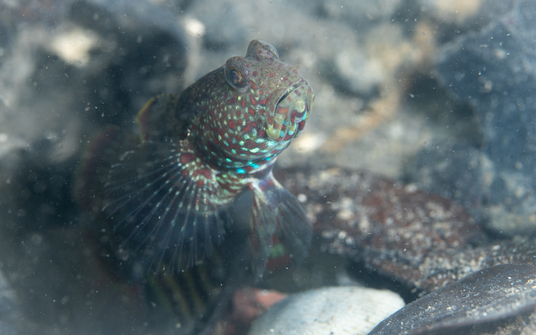 Cryptocentrus caeruleomaculatus – タカノハハゼ