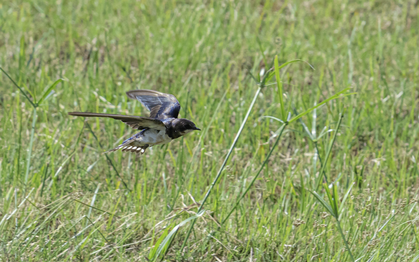 Hirundo rustica – ツバメ