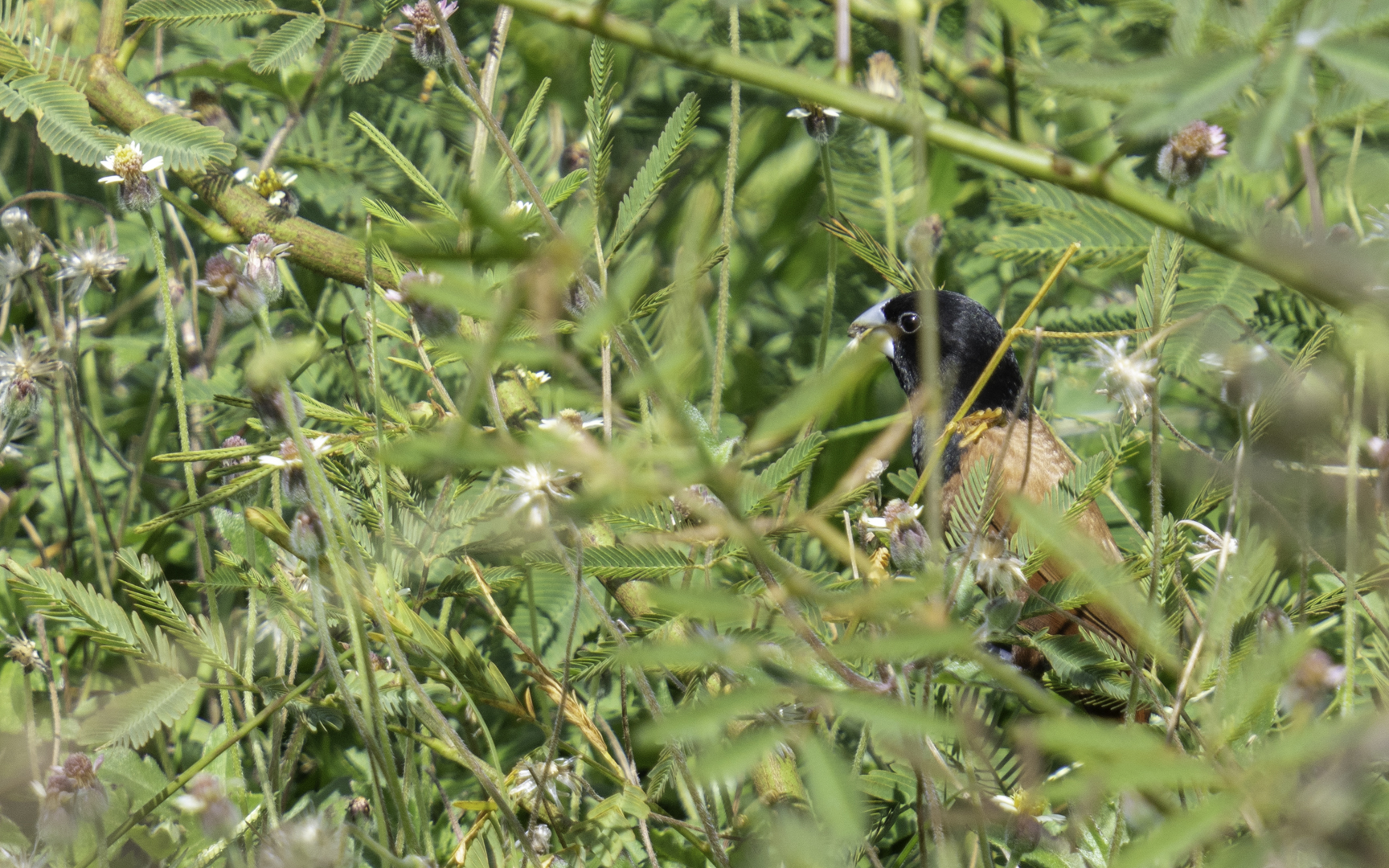 Lonchura atricapilla – キンパラ