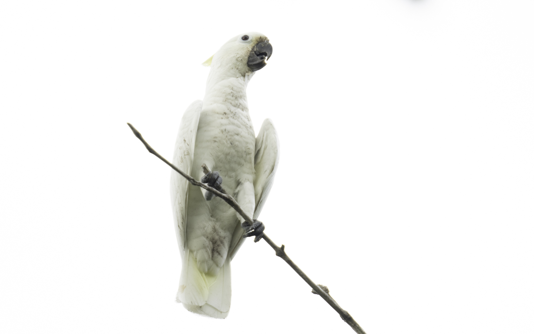 Cacatua goffiniana – シロビタイムジオウム