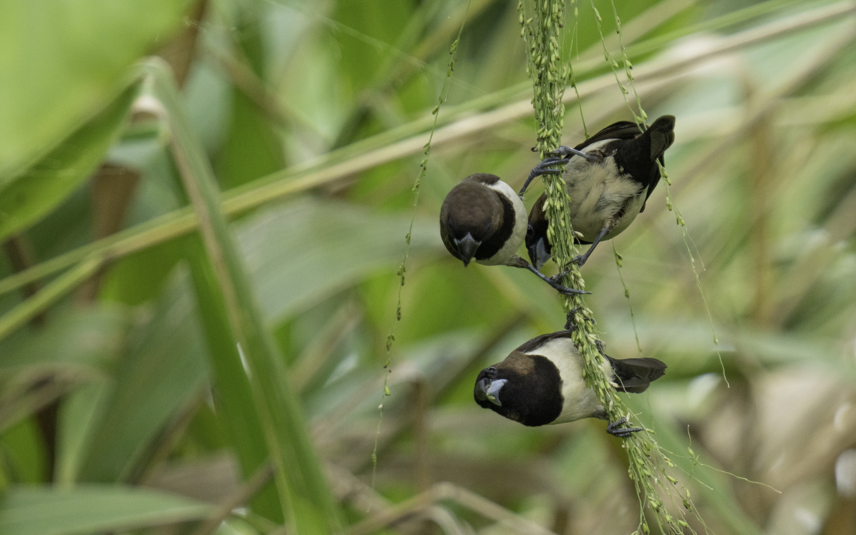 Lonchura striata – コシジロキンパラ