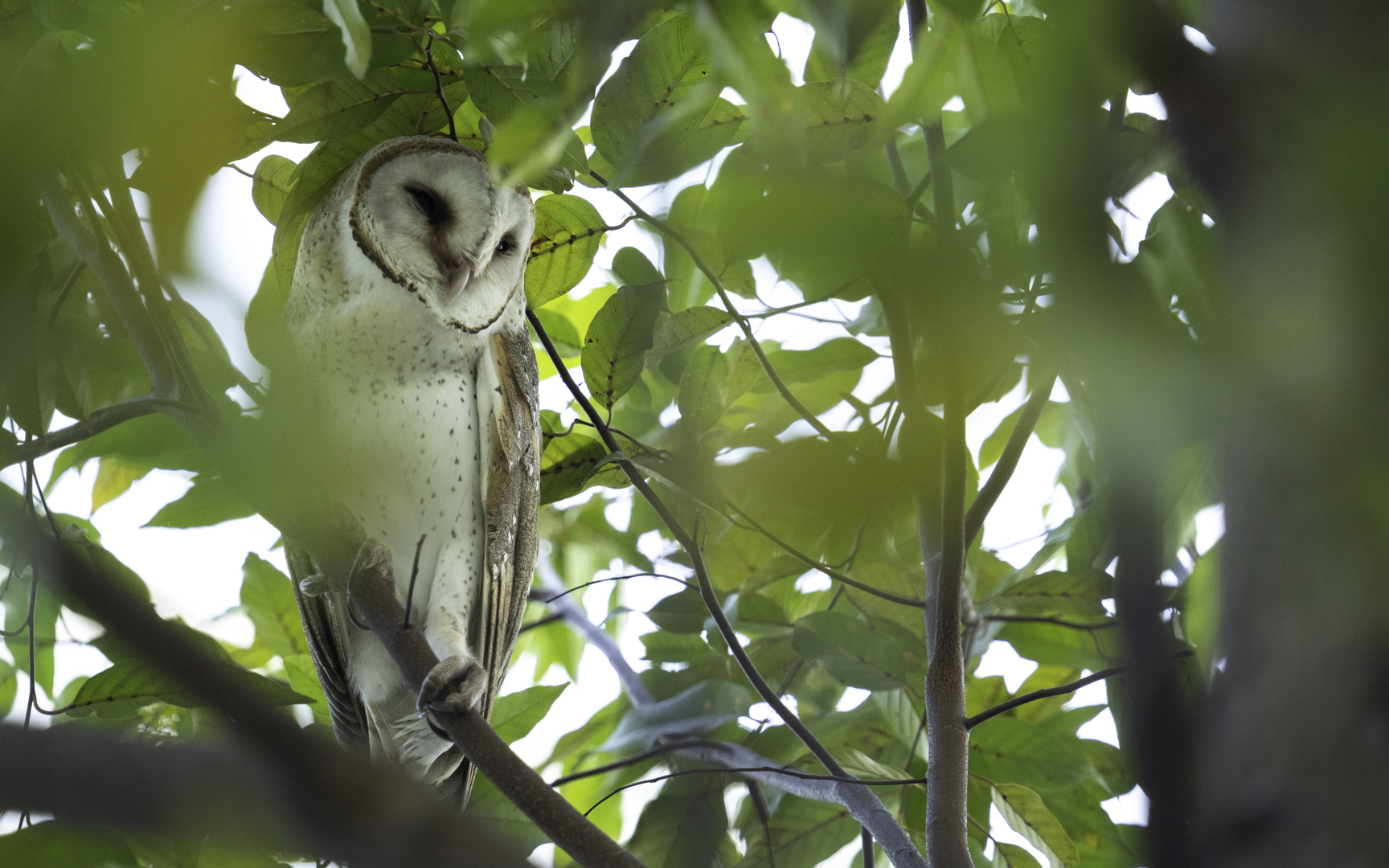 Tyto javanica – トウヨウメンフクロウ