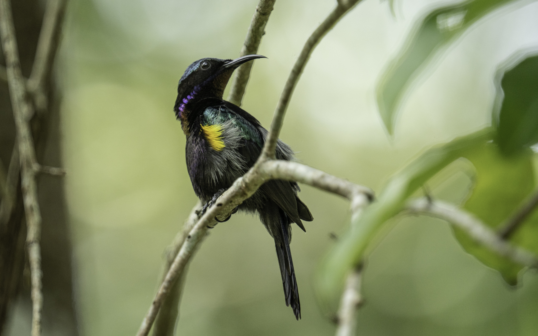 Leptocoma calcosteha – ノドアカタイヨウチョウ