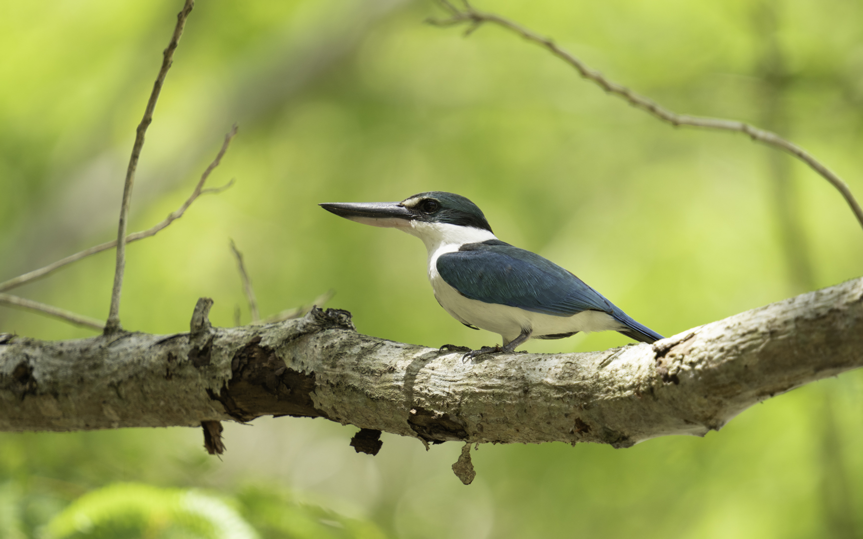 Todiramphus chloris – ナンヨウショウビン