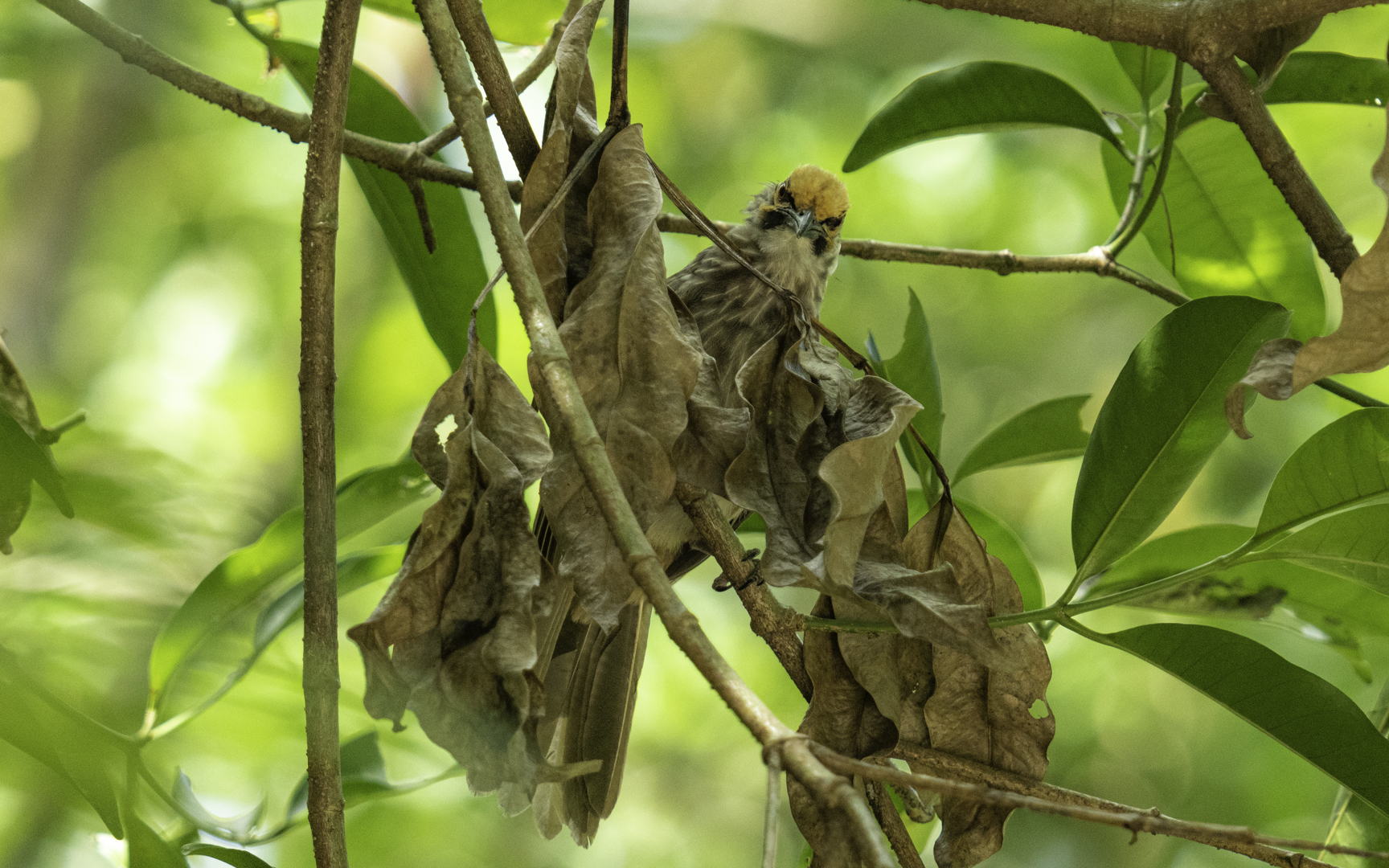 Pycnonotus zeylanicus – キガシラヒヨドリ