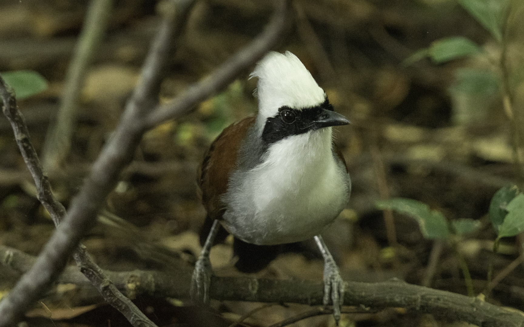 Garrulax leucolophus – ハクオウチョウ