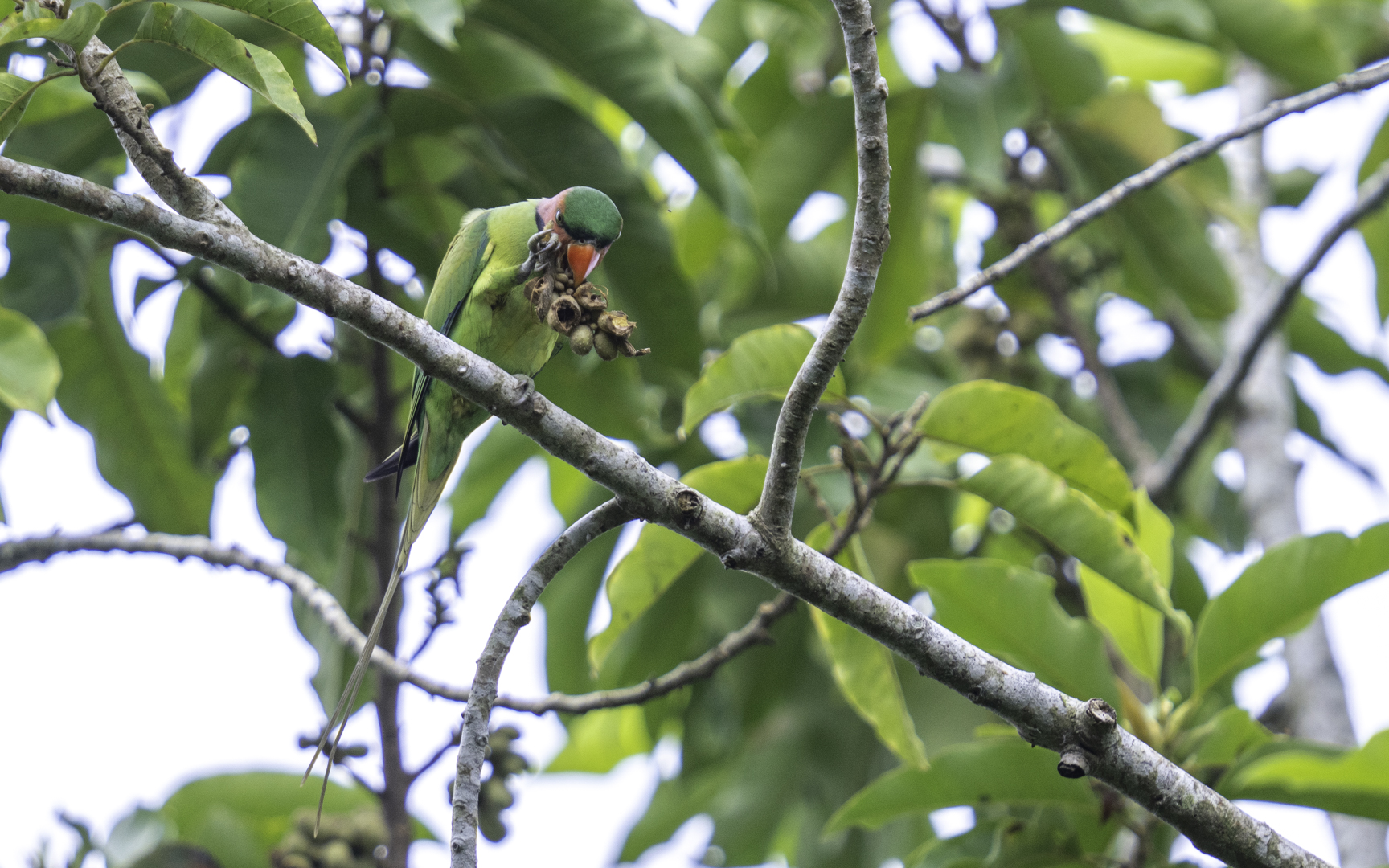 Psittacula longicauda – オナガダルマインコ