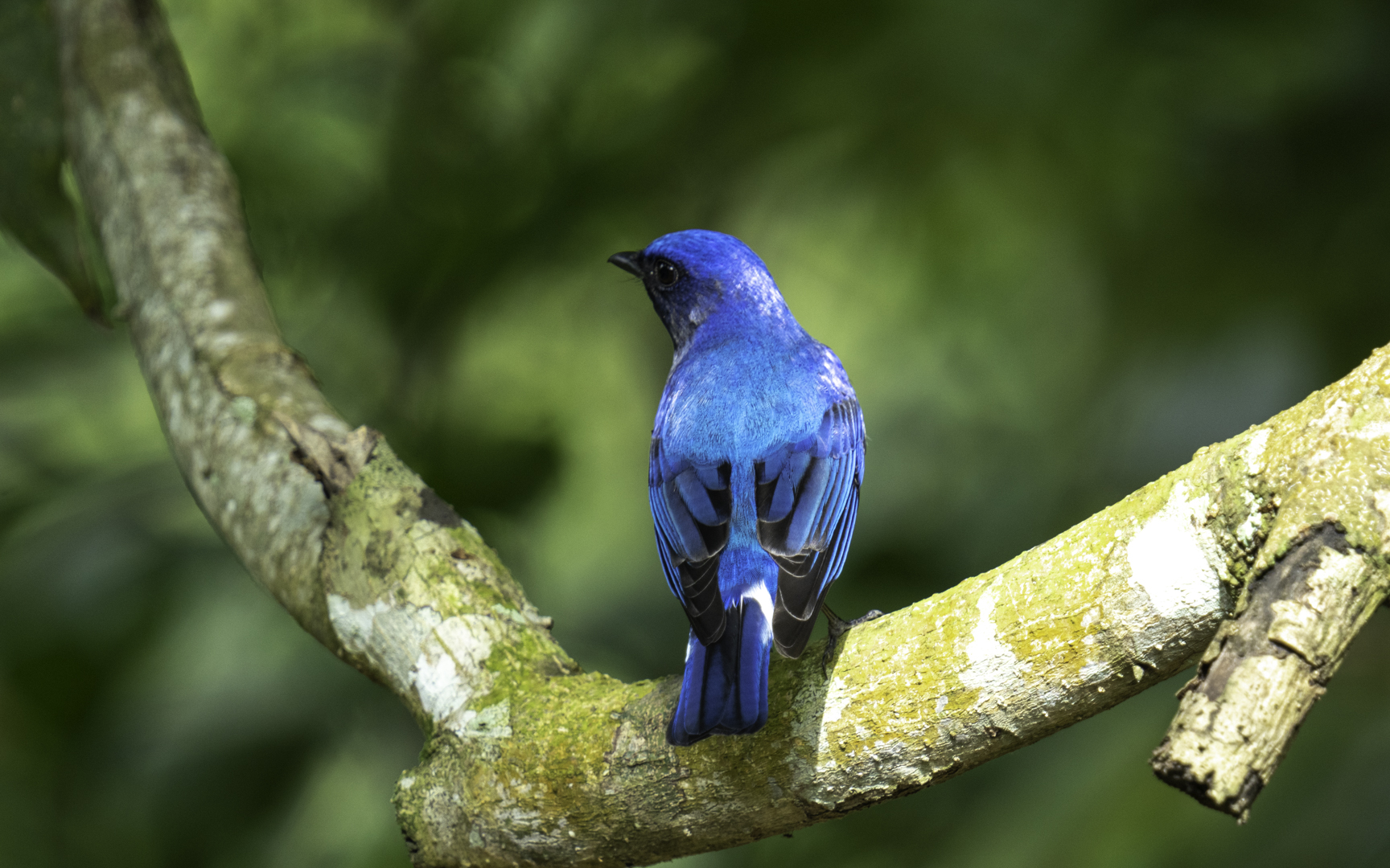 Cyanoptila cyanomelana – オオルリ