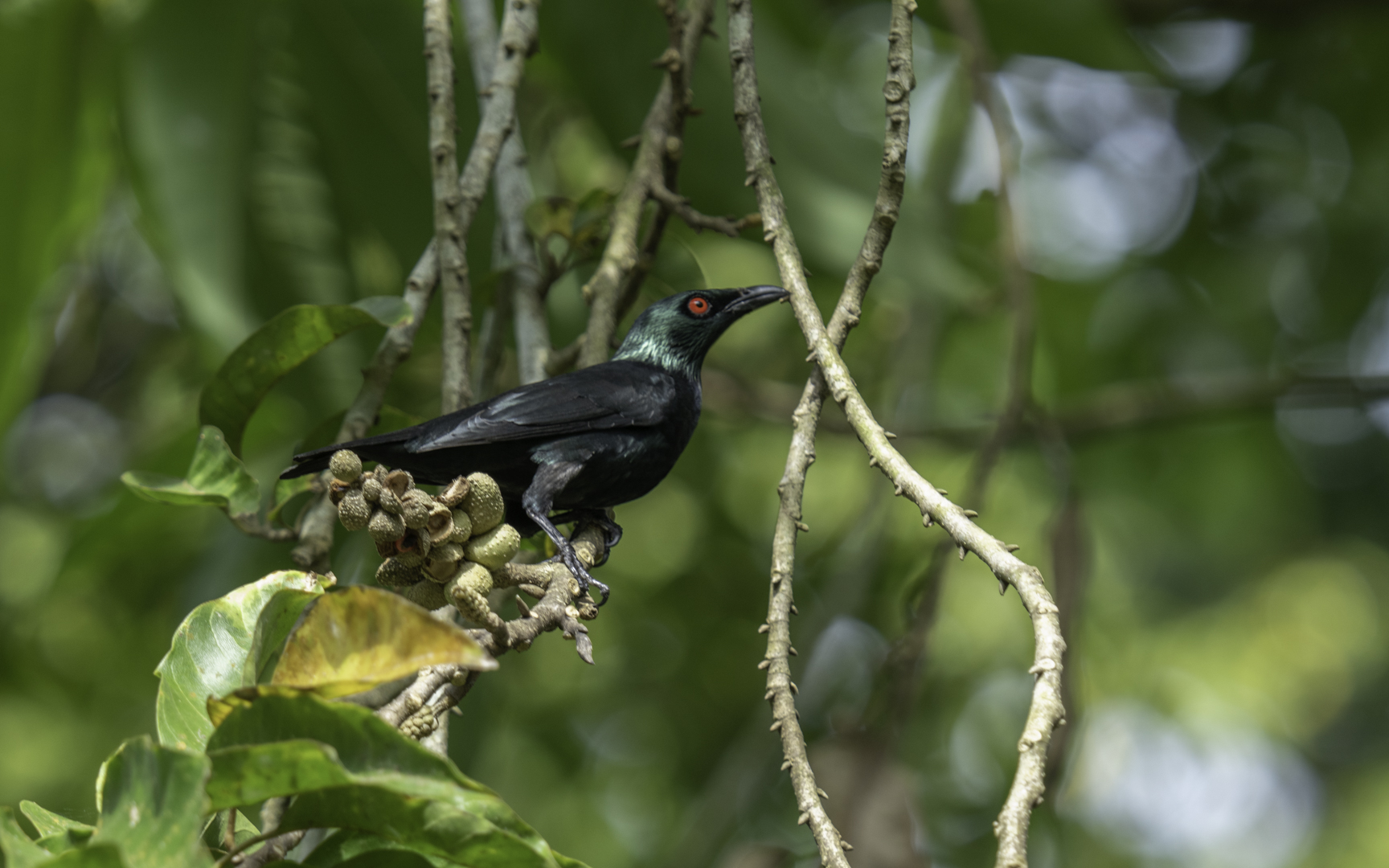 Aplonis panayensis – ミドリカラスモドキ