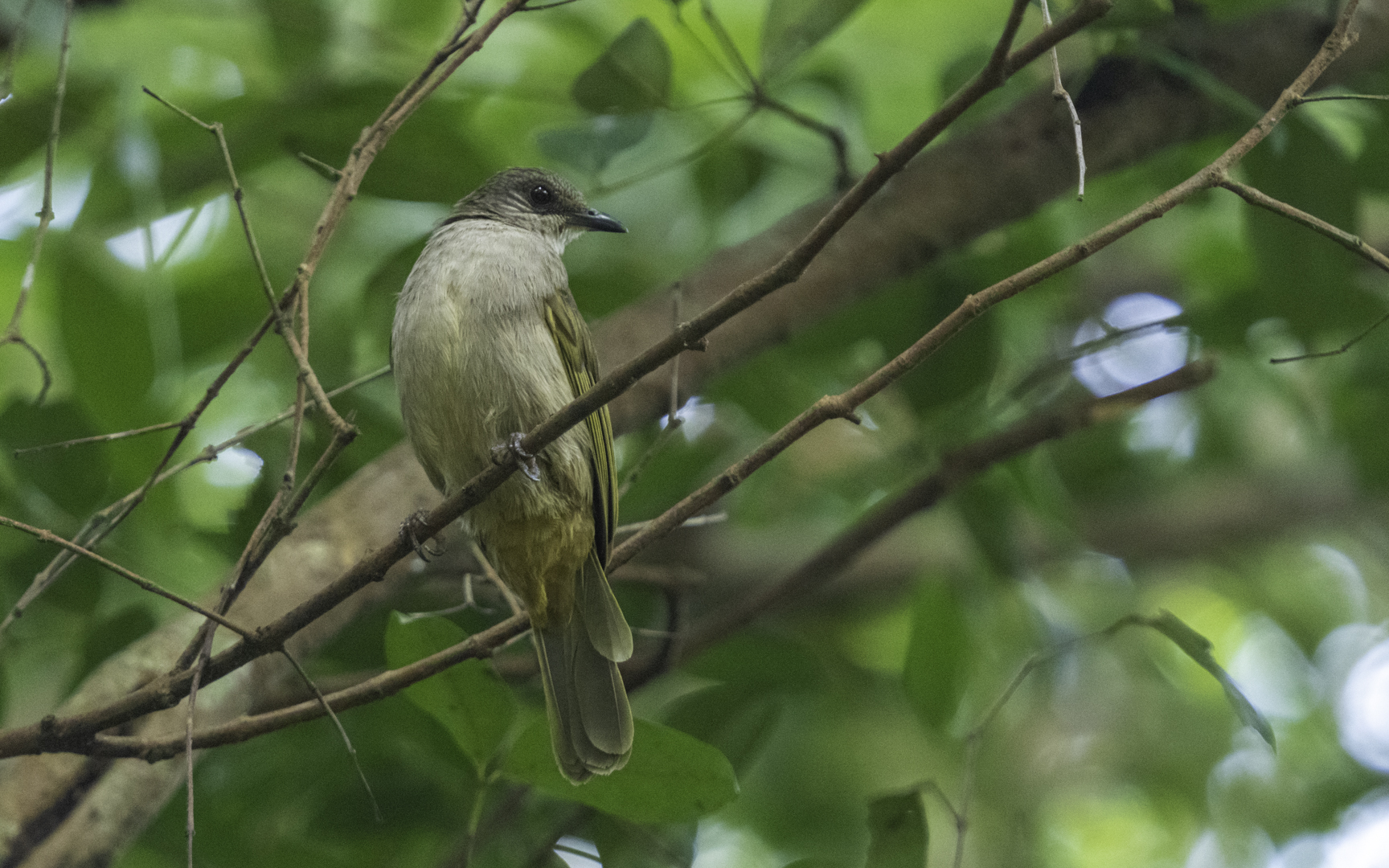 Pycnonotus plumosus – アカメヒヨドリ