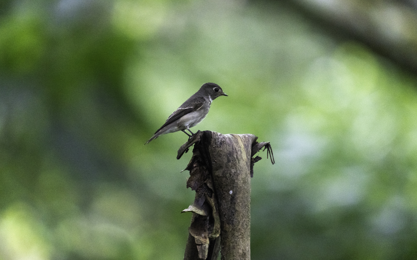 Muscicapa sibirica – サメビタキ