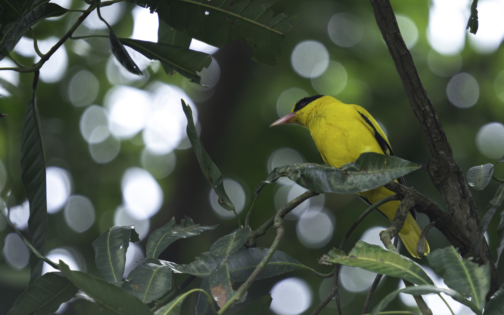 Oriolus chinensis – コウライウグイス