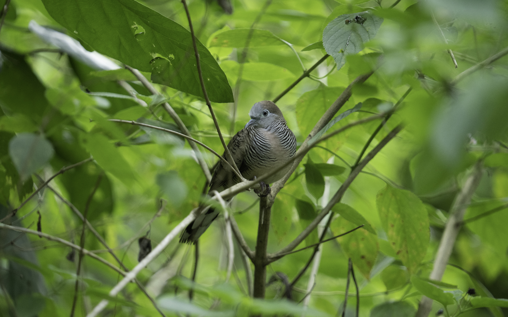 Geopelia striata – チョウショウバト