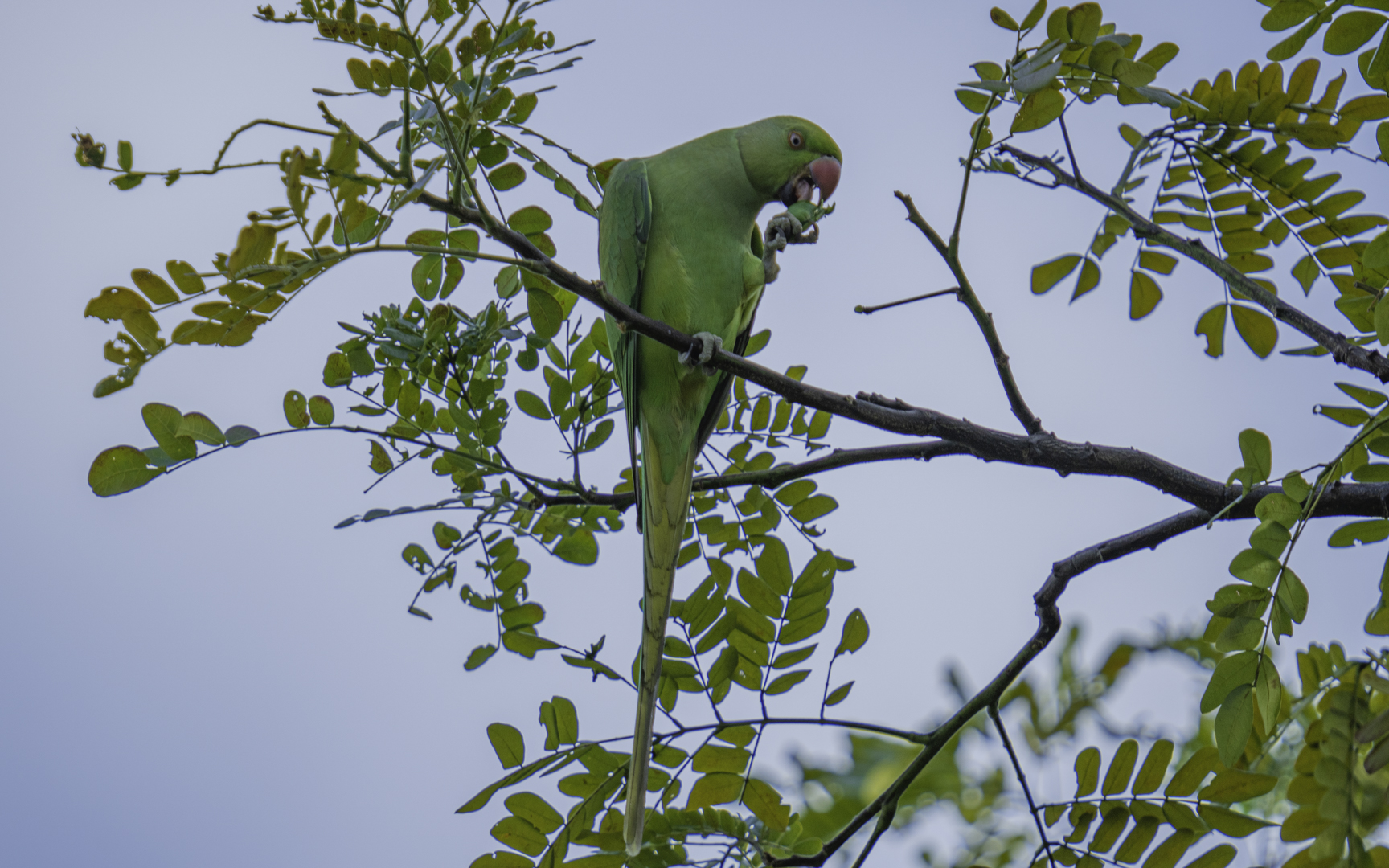 Psittacula krameri – ワカケホンセイインコ