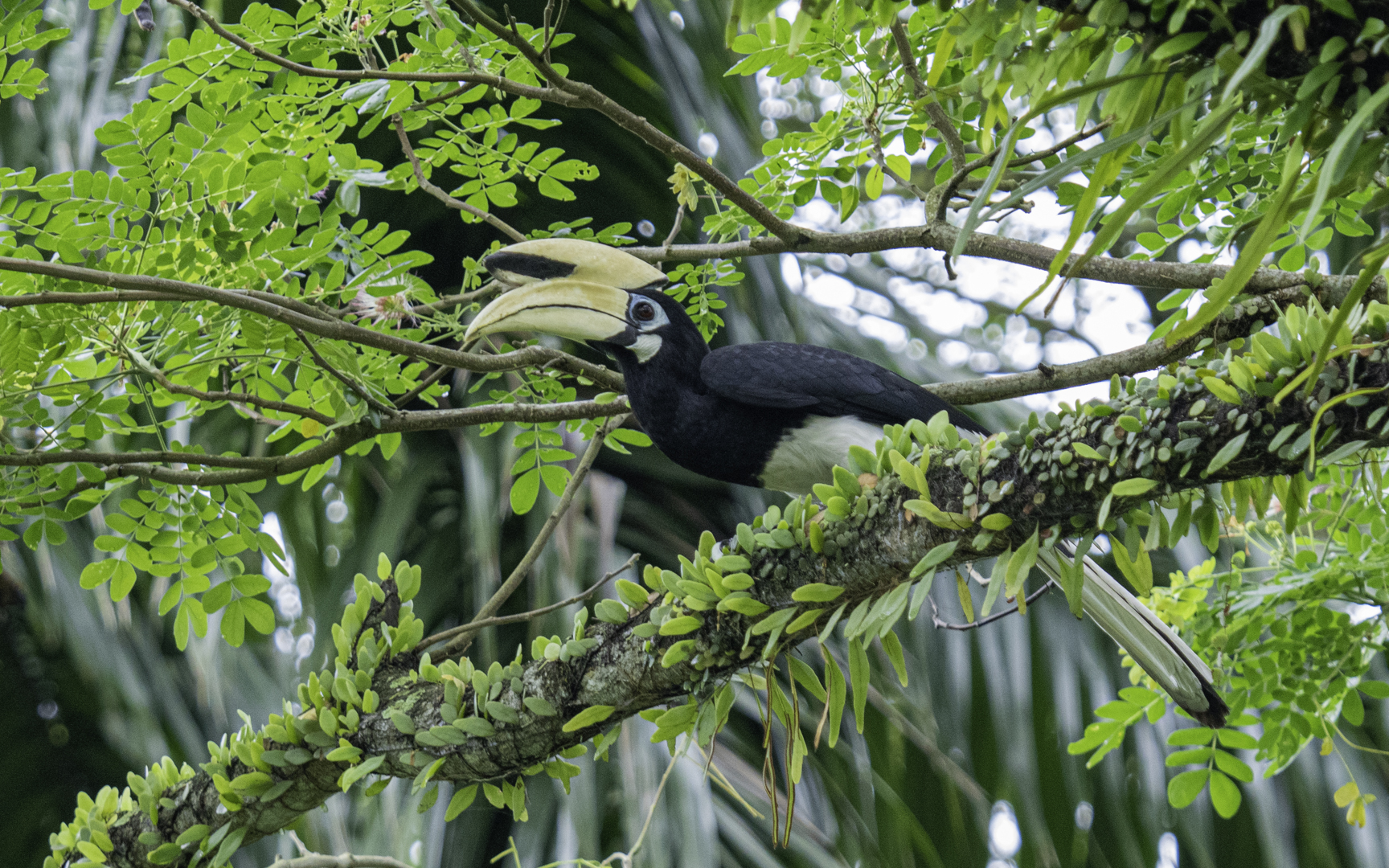 Anthracoceros albirostris – シロクロコサイチョウ