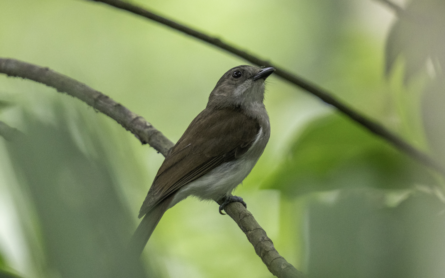 Pachycephala cinerea – マングローブモズヒタキ