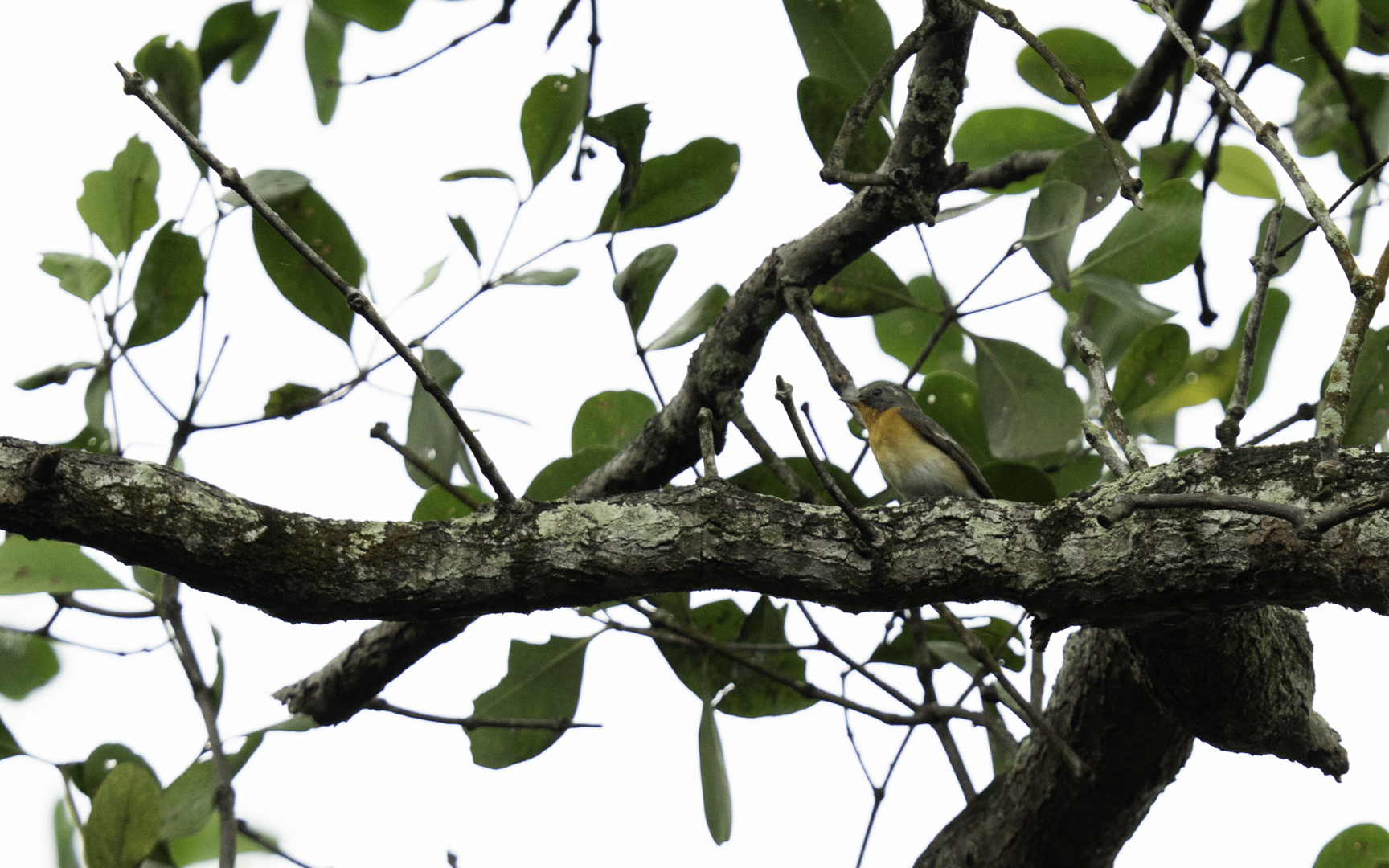 Ficedula mugimaki – ムギマキ