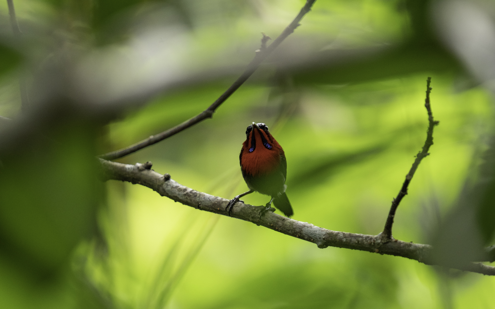 Aethopyga siparaja – キゴシタイヨウチョウ