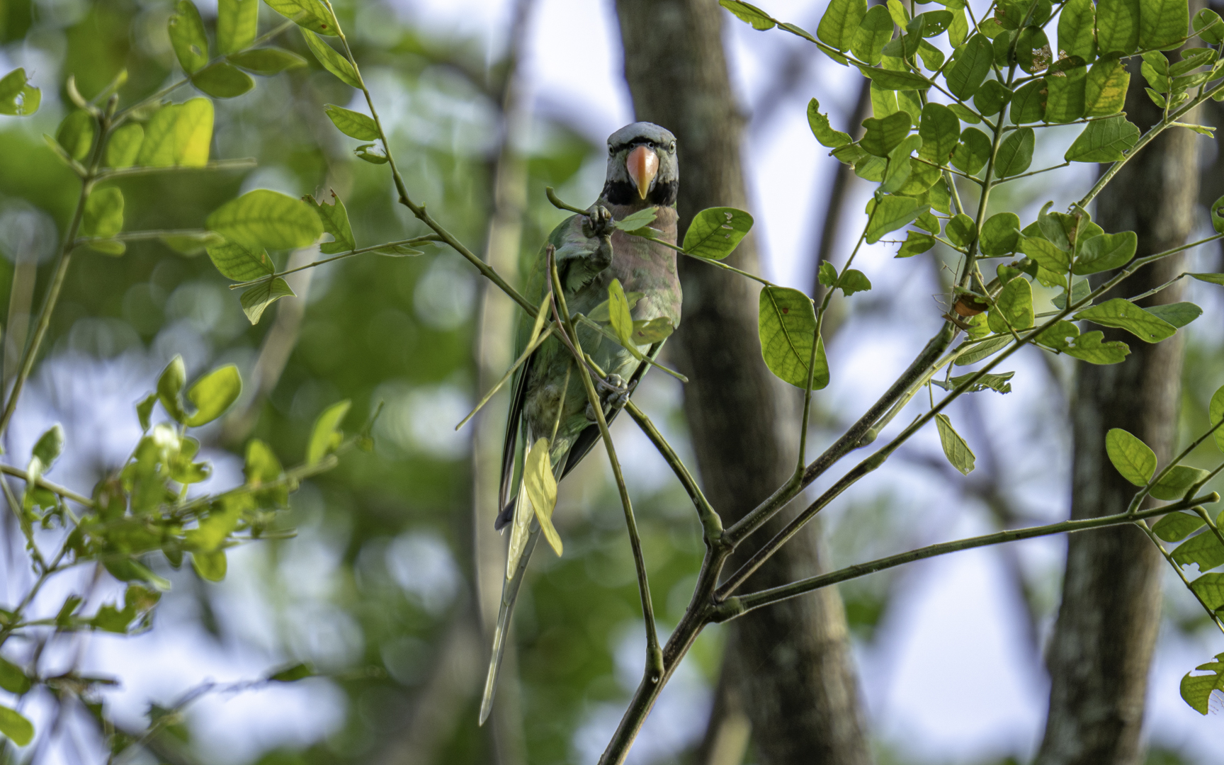 Psittacula alexandri – ダルマインコ