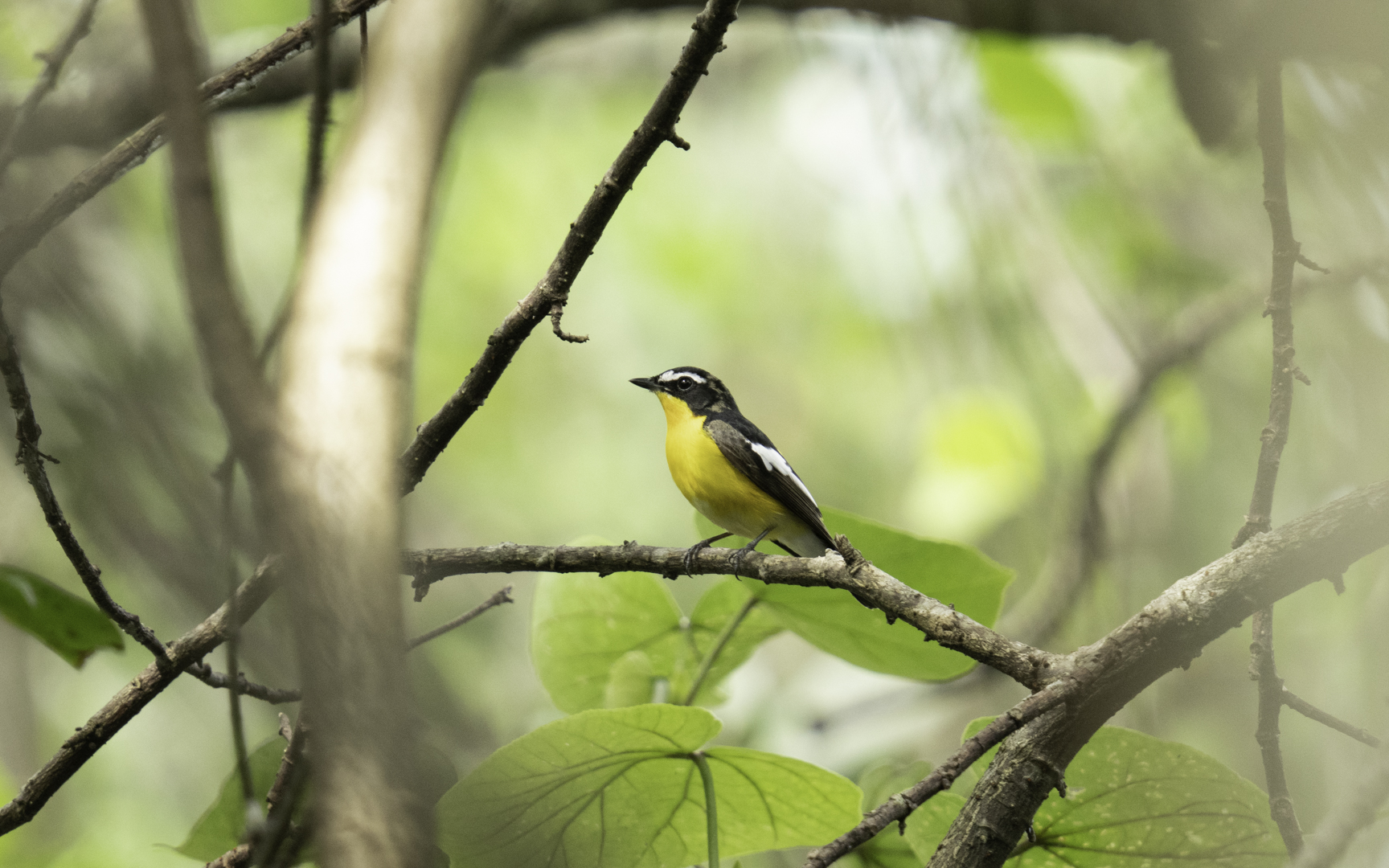 Ficedula zanthopygia – マミジロキビタキ