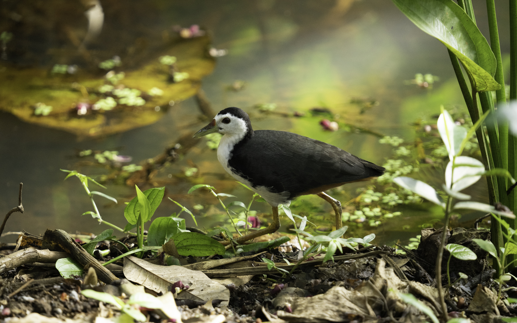 Amaurornis phoenicurus – シロハラクイナ