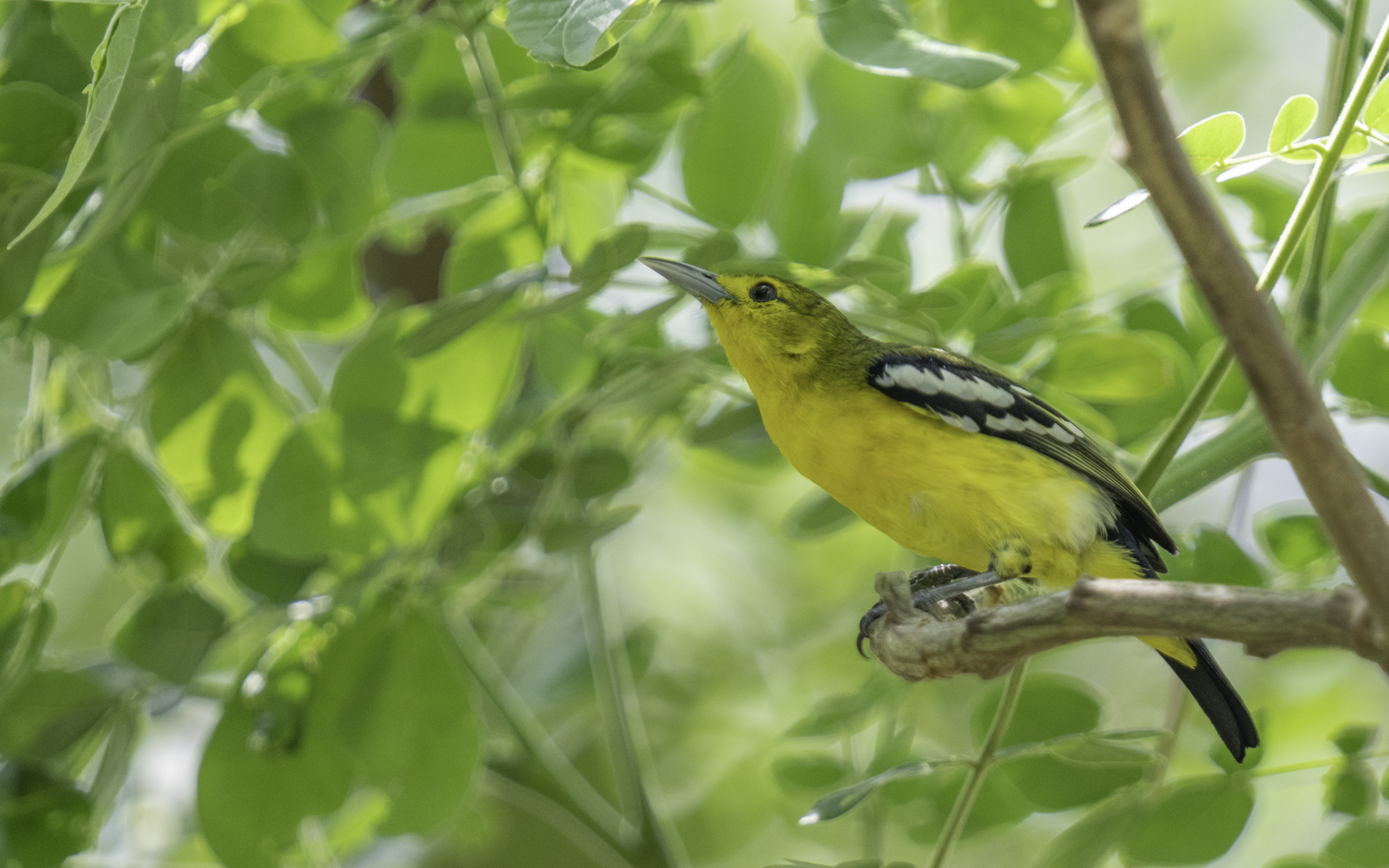 Aegithina tiphia – ヒメコノハドリ