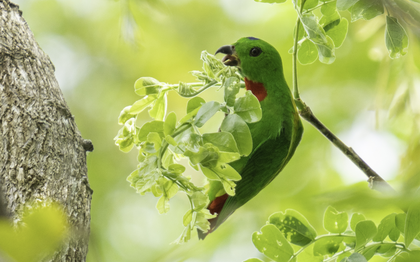 Loriculus galgulus – サトウチョウ