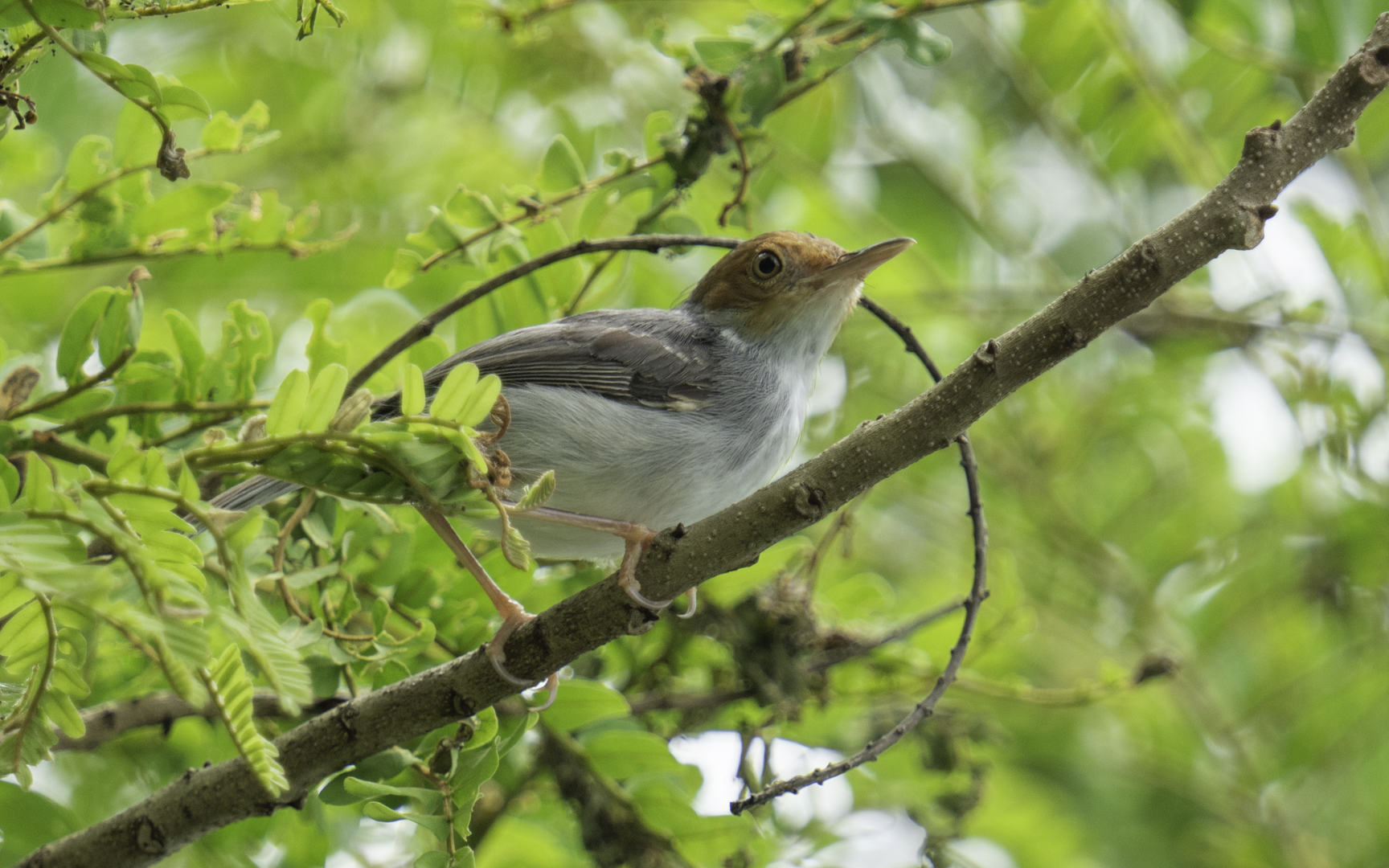 Orthotomus ruficeps – アカガオサイホウチョウ