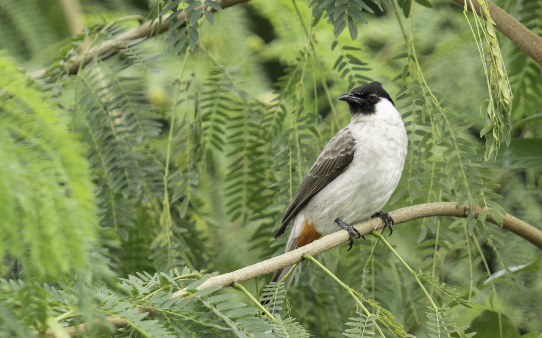 Pycnonotus aurigaster – コシジロヒヨドリ