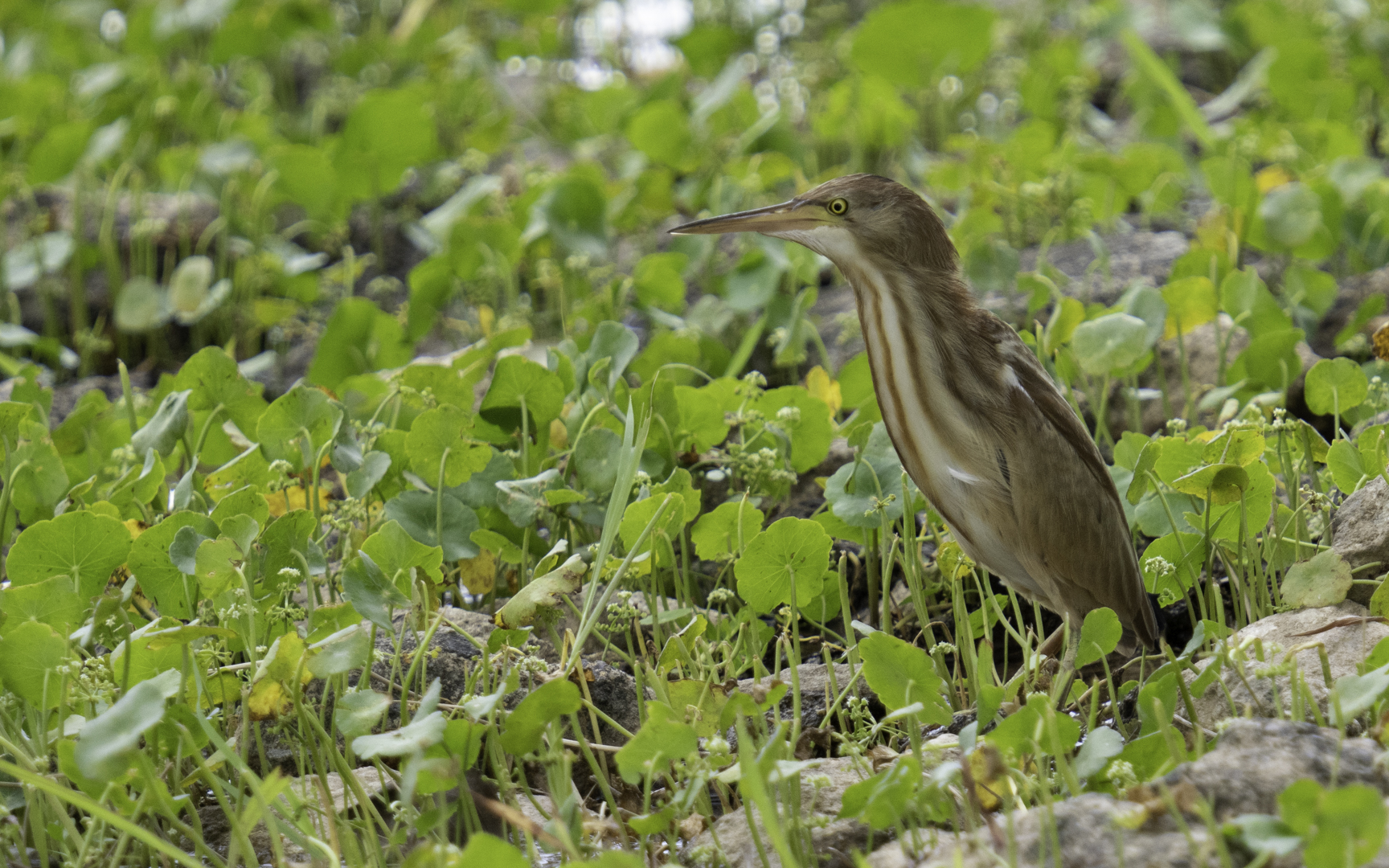 Ixobrychus sinensis – ヨシゴイ