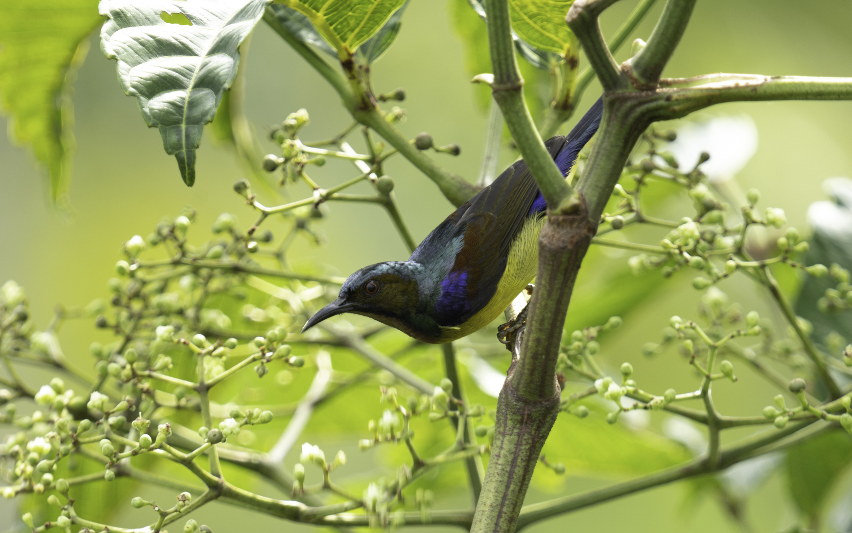 Anthreptes malacensis – チャノドタイヨウチョウ