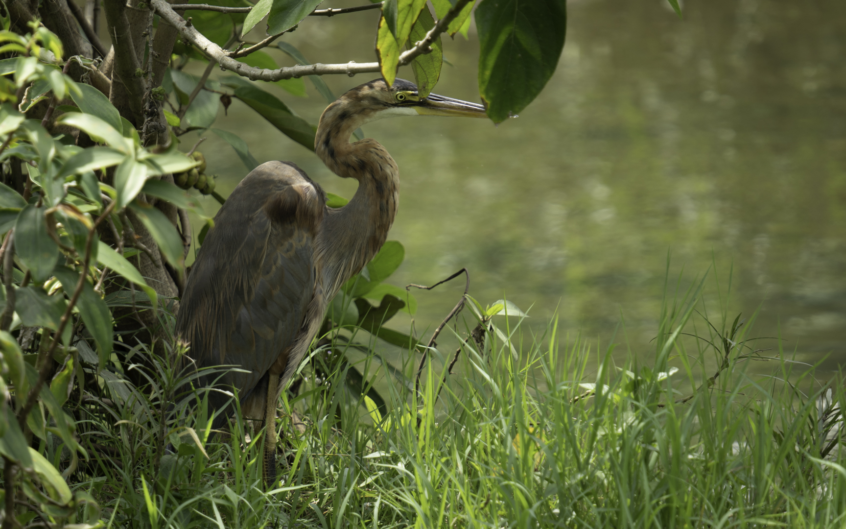 Ardea purpurea – ムラサキサギ