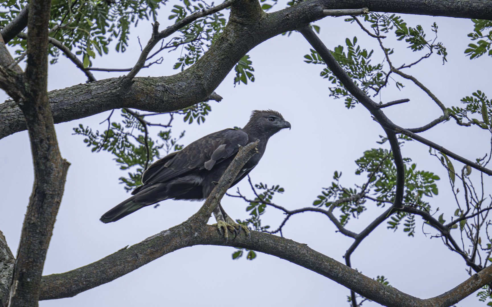 Haliaeetus ichthyaetus – ウオクイワシ