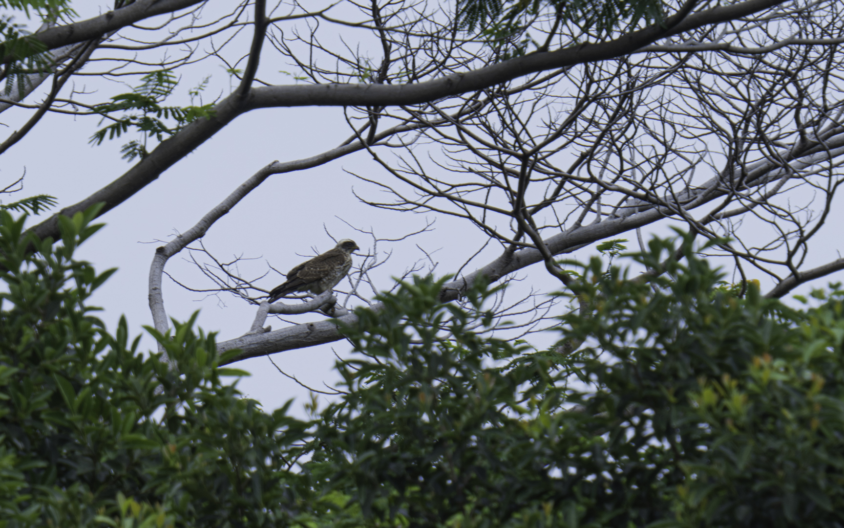 Butastur indicus – サシバ