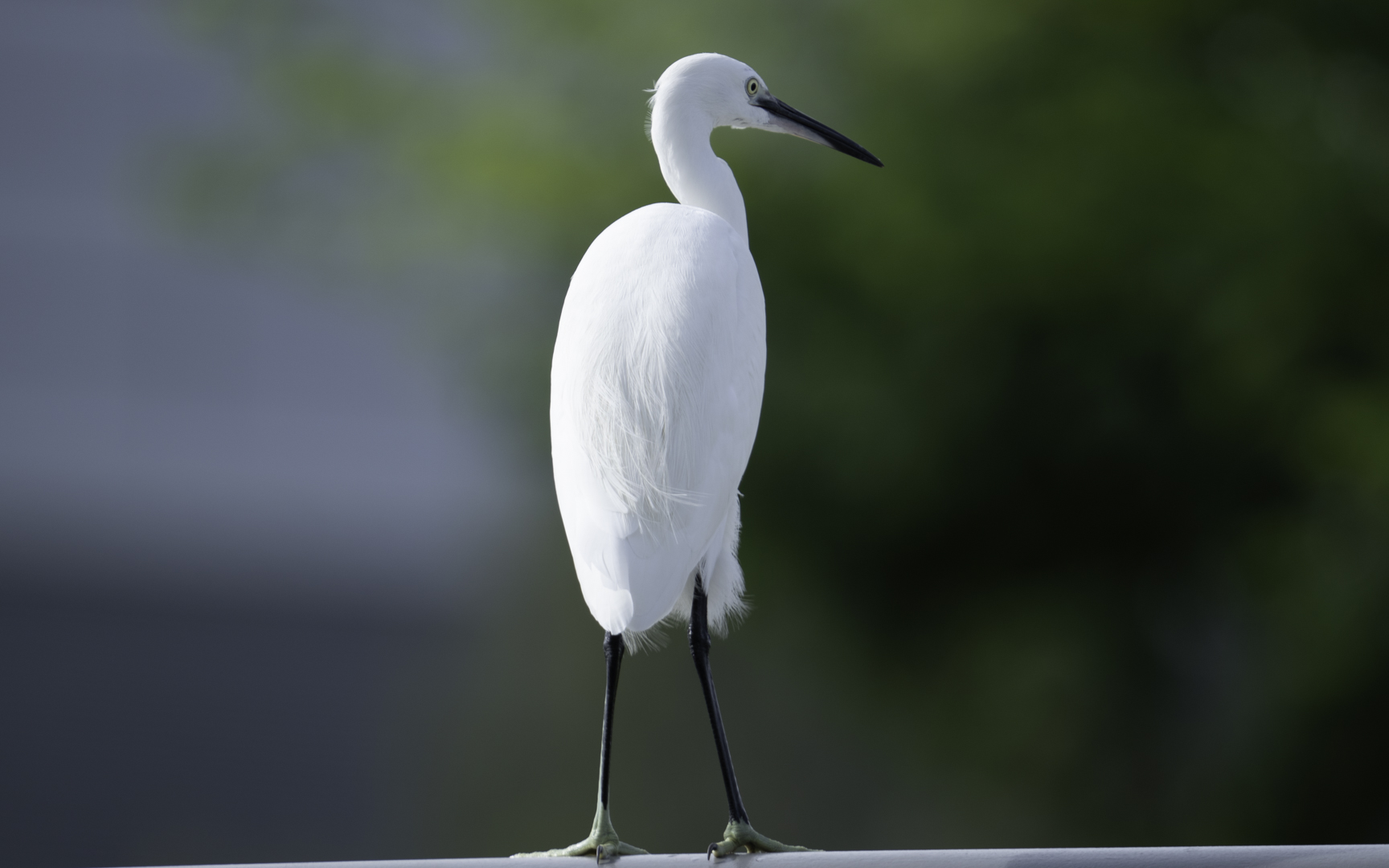 Egretta garzetta – コサギ