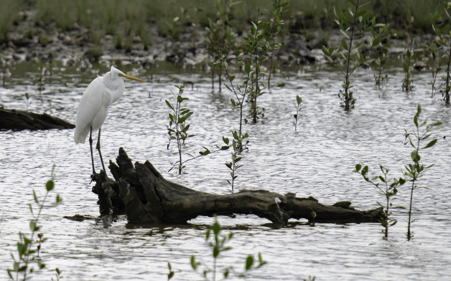 Ardea alba – ダイサギ