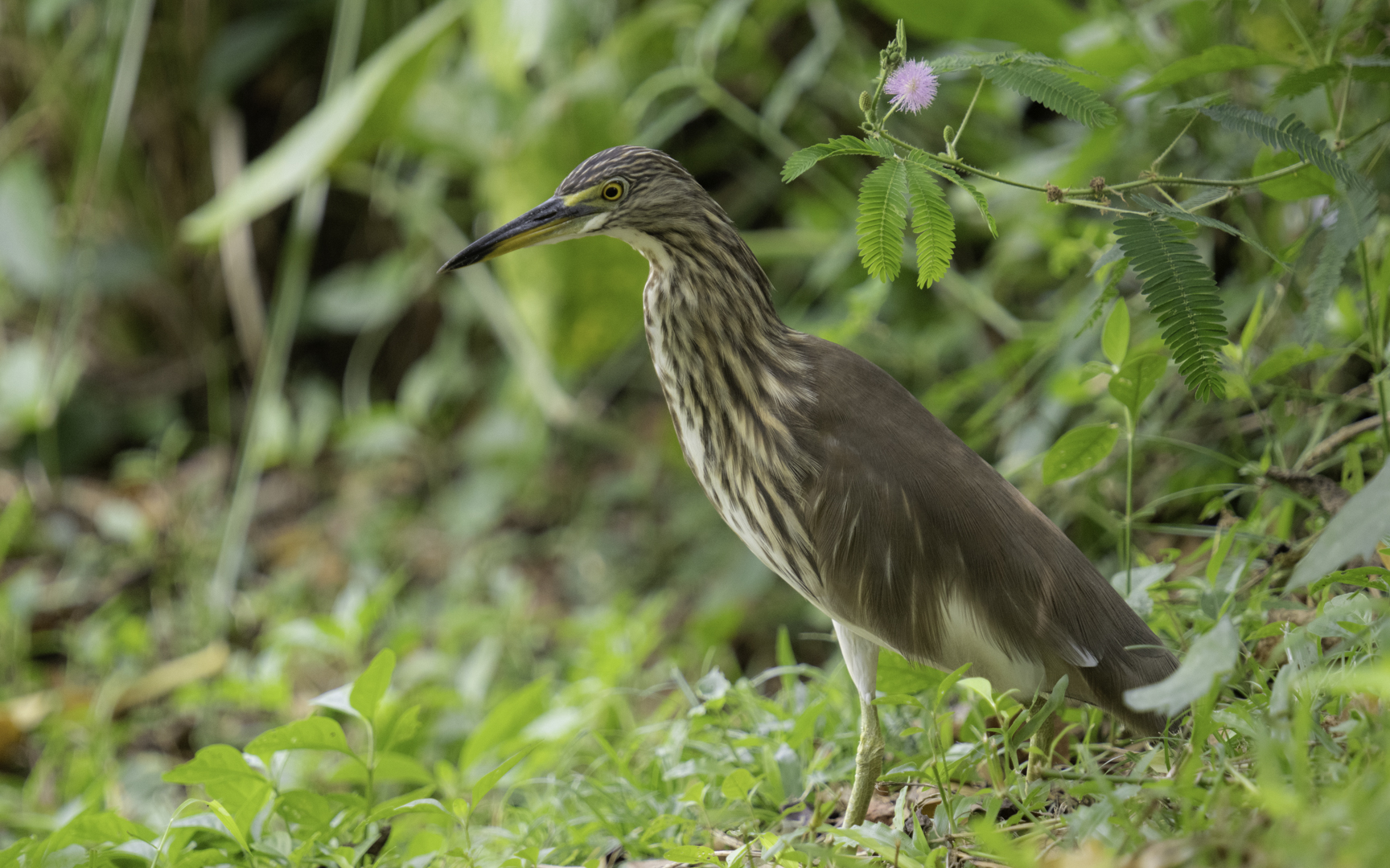 Ardeola bacchus – アカガシラサギ