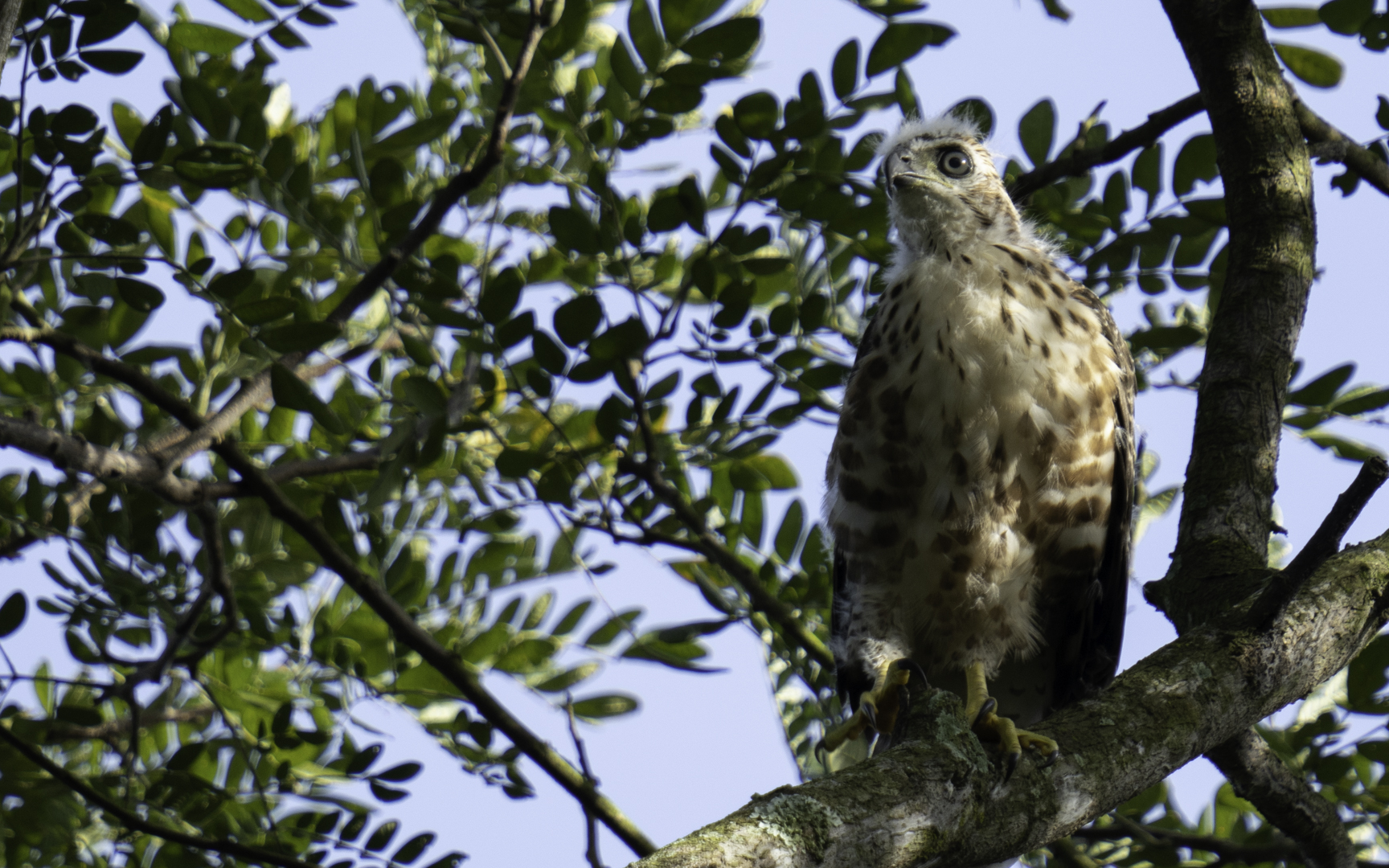 Accipiter trivirgatus – カンムリオオタカ