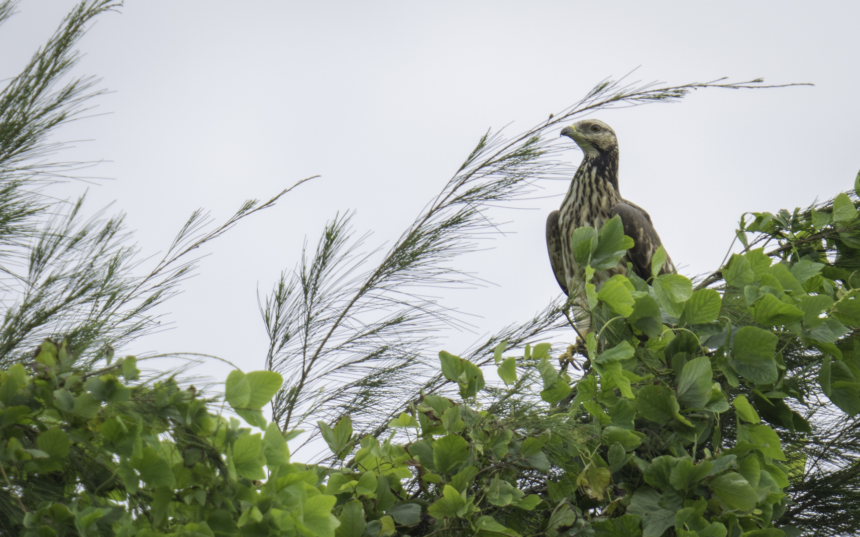 Pernis ptilorhynchus – ハチクマ