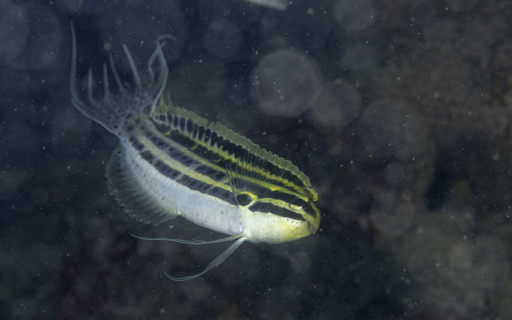 Meiacanthus grammistes – ヒゲニジギンポ