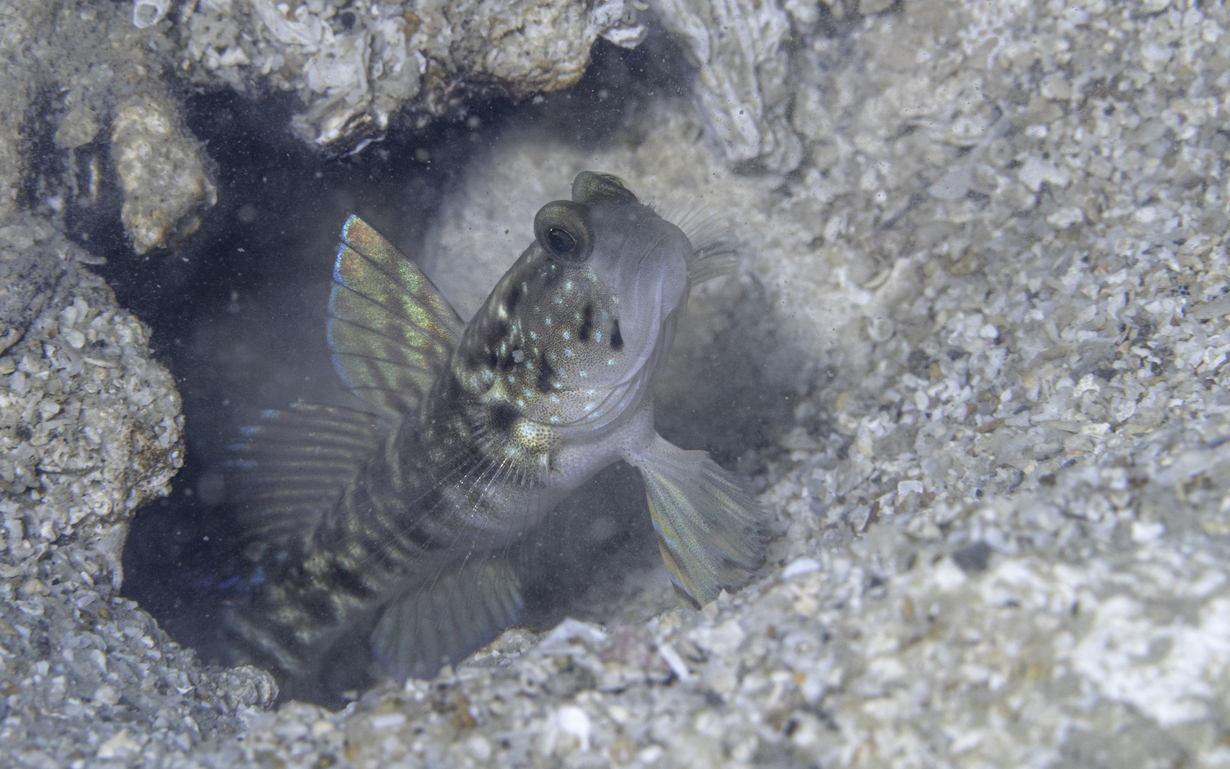 Cryptocentrus sericus – フタホシタカノハハゼ