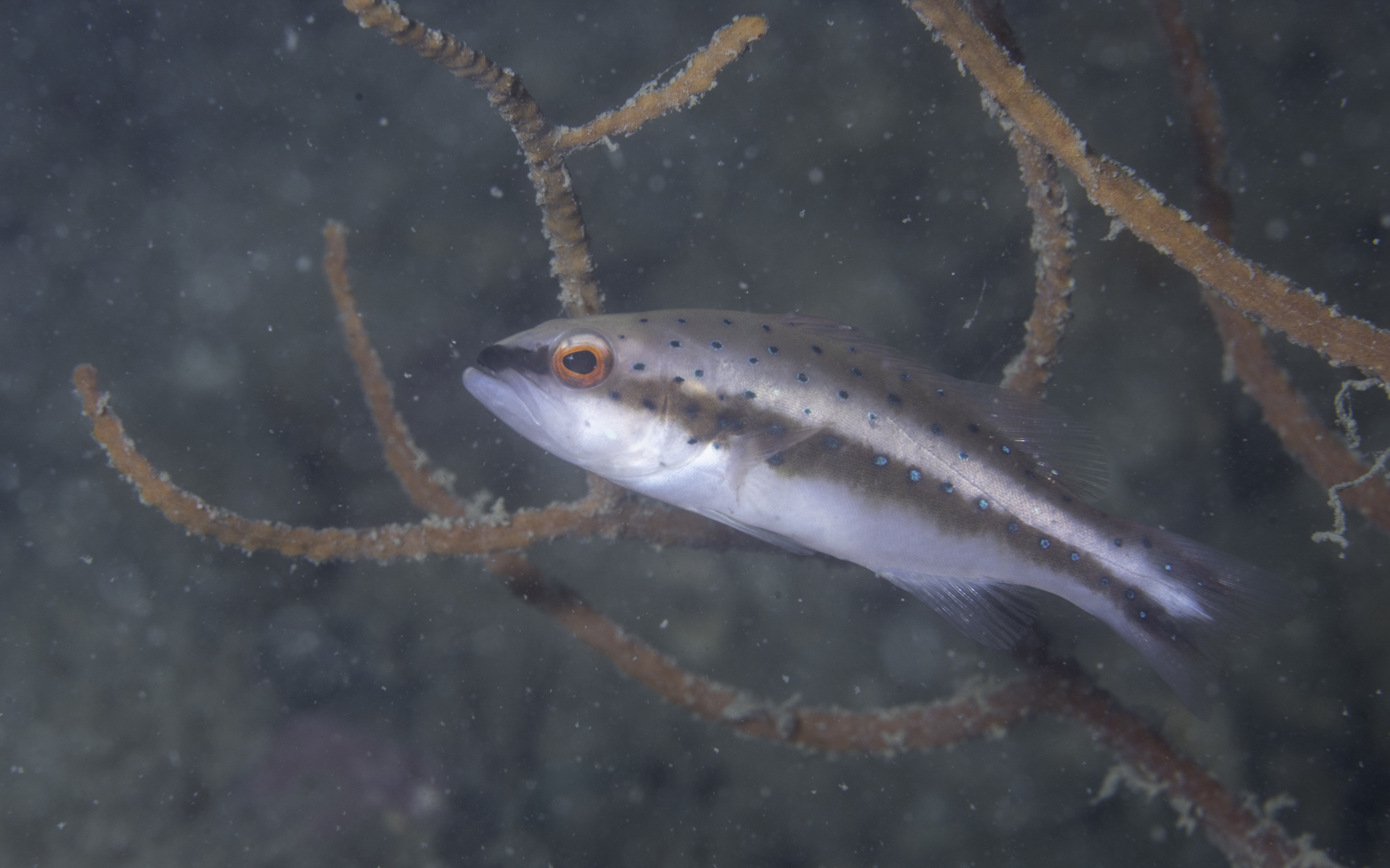 Pseudochromis nigrovittatus