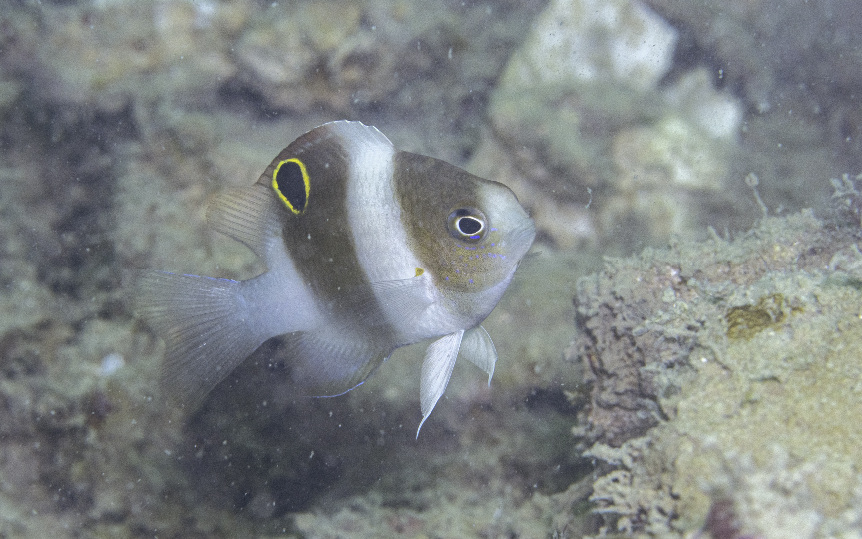 Dischistodus prosopotaenia – ダンダラスズメダイ